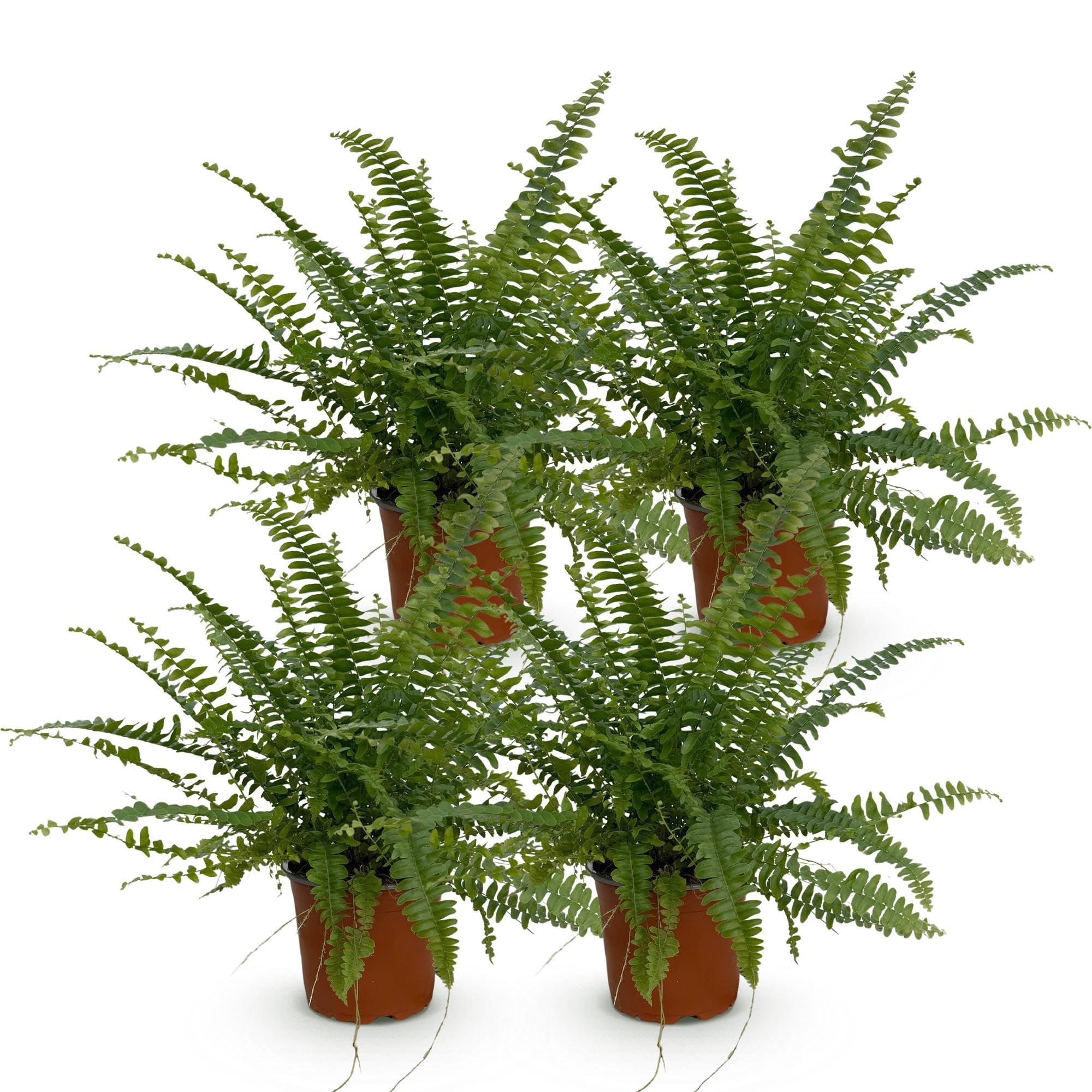 Nephrolepsis Farn, Tierfreundlich, für Wohnzimmer, Grün, 4er Set, 12cm