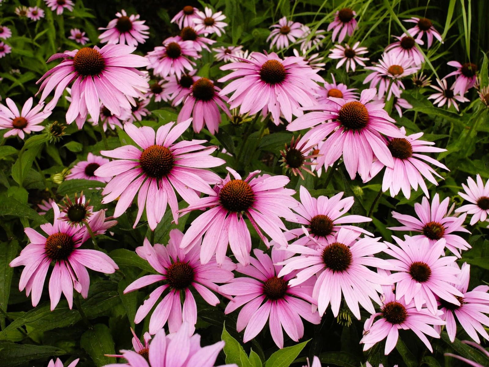 Greenwood Nursery Magnus Coneflower