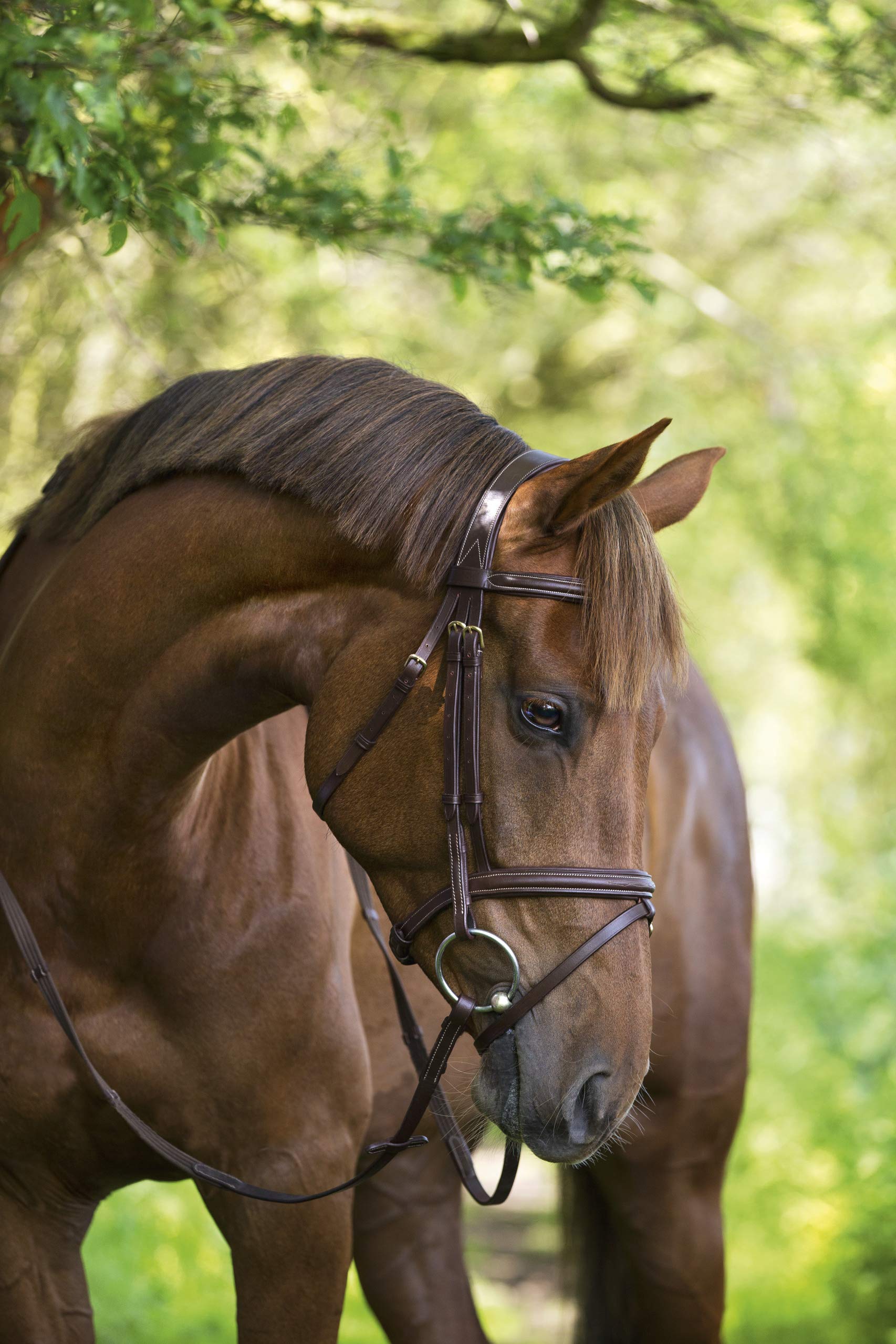 Briglia Cacciatore Hy Con Redini In Gomma – Marrone/Nero – Taglie Pony, Pannocchia, Pieno, XF