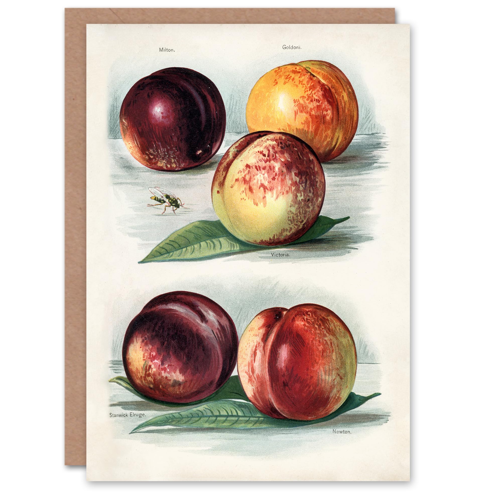 Artery8 John Wright Art Card Vintage Fruit Illustration Peach Varieties