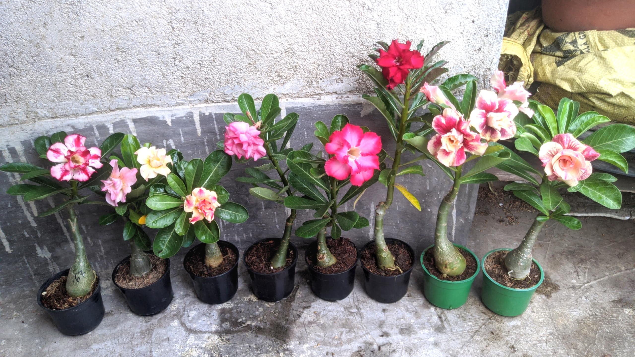 Adenium Plant live Combo Without Pot Bosnai Grafted Multi Petal Desert Rose (Pack of 16 Plants)