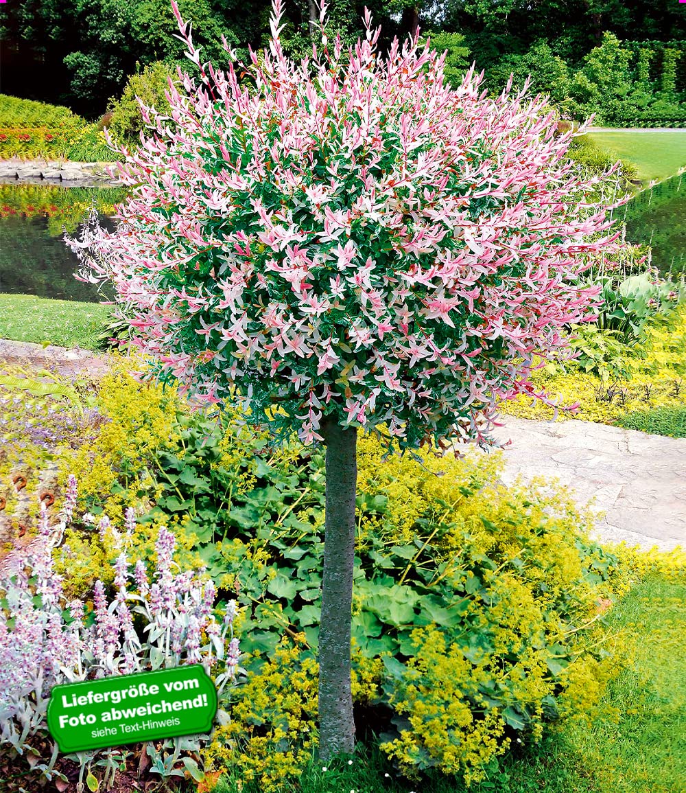 BALDUR Garten 1x Salix-Stämmchen Hakuro Nishiki, Pflanze im 3 Liter-Topf, Flachwurzler, winterhart, mehrjährig, Salix integra, Zierstämmchen, Harlekin-Weide, auffälliges Laub