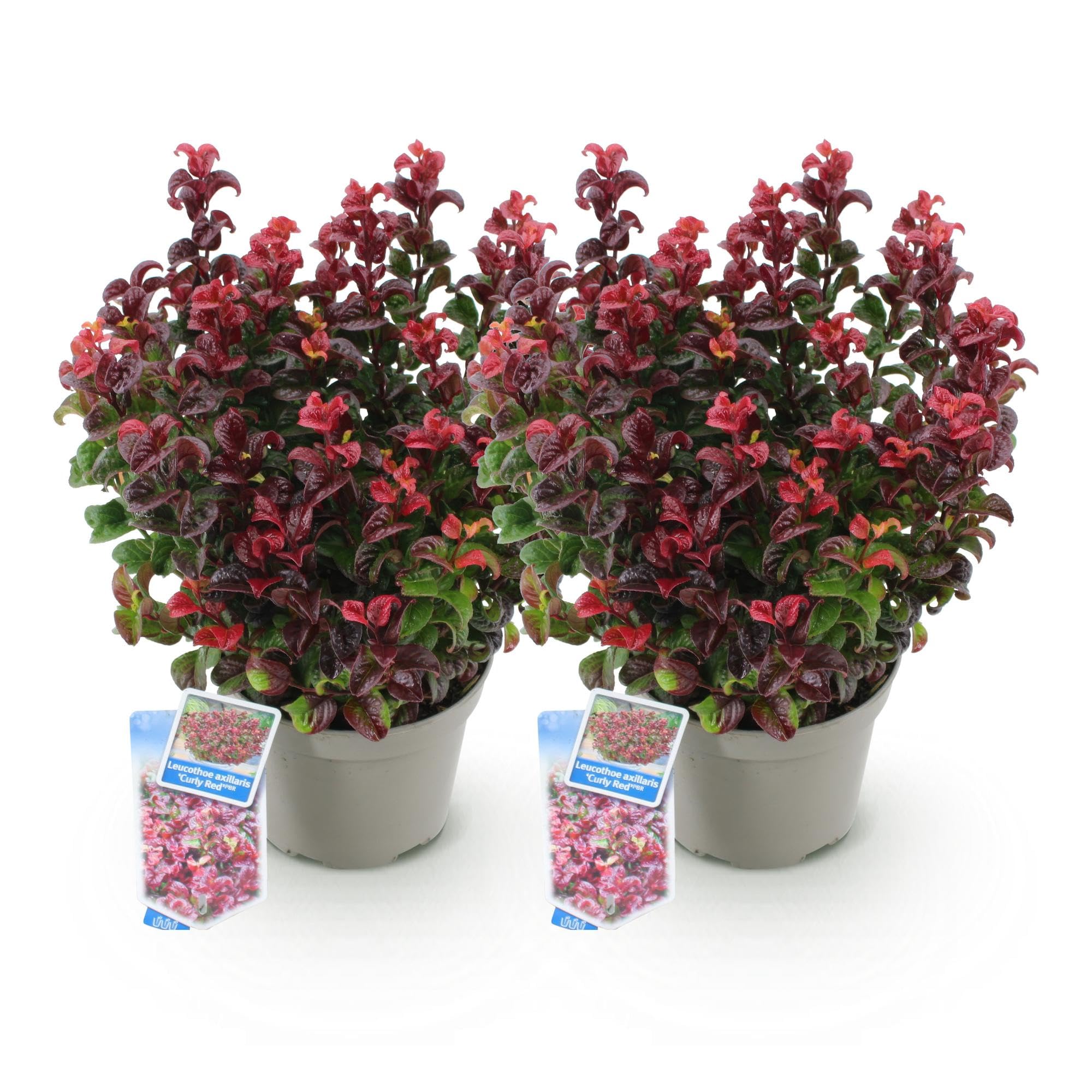 GreenboutiQ - Plante de jardin - Leucothoe Curly Red - Rouge - 2 Plantes - Persistant - Peu d'entretien - Pot 17cm Hauteur 35-45cm