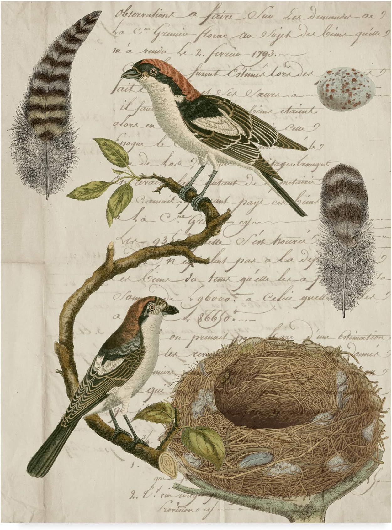 Trademark Fine Art Avian Journal I by Vision Studio, 35x47