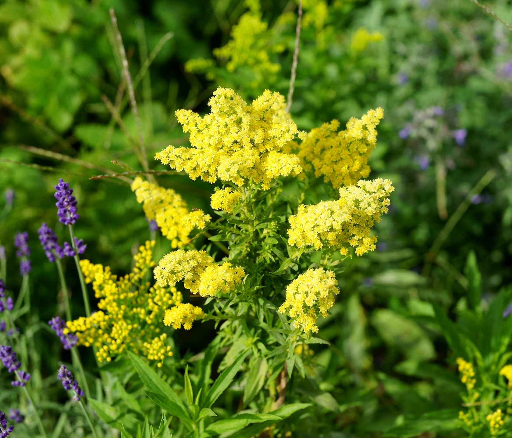 Echtes Labkraut – Galium verum – Duftende Wildblume mit goldgelben Blüten – 1000 Samen
