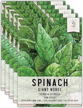 Seed Needs Giant Noble Spinach Seeds to Plant Heirloom & Non-GMO 5 Packs
