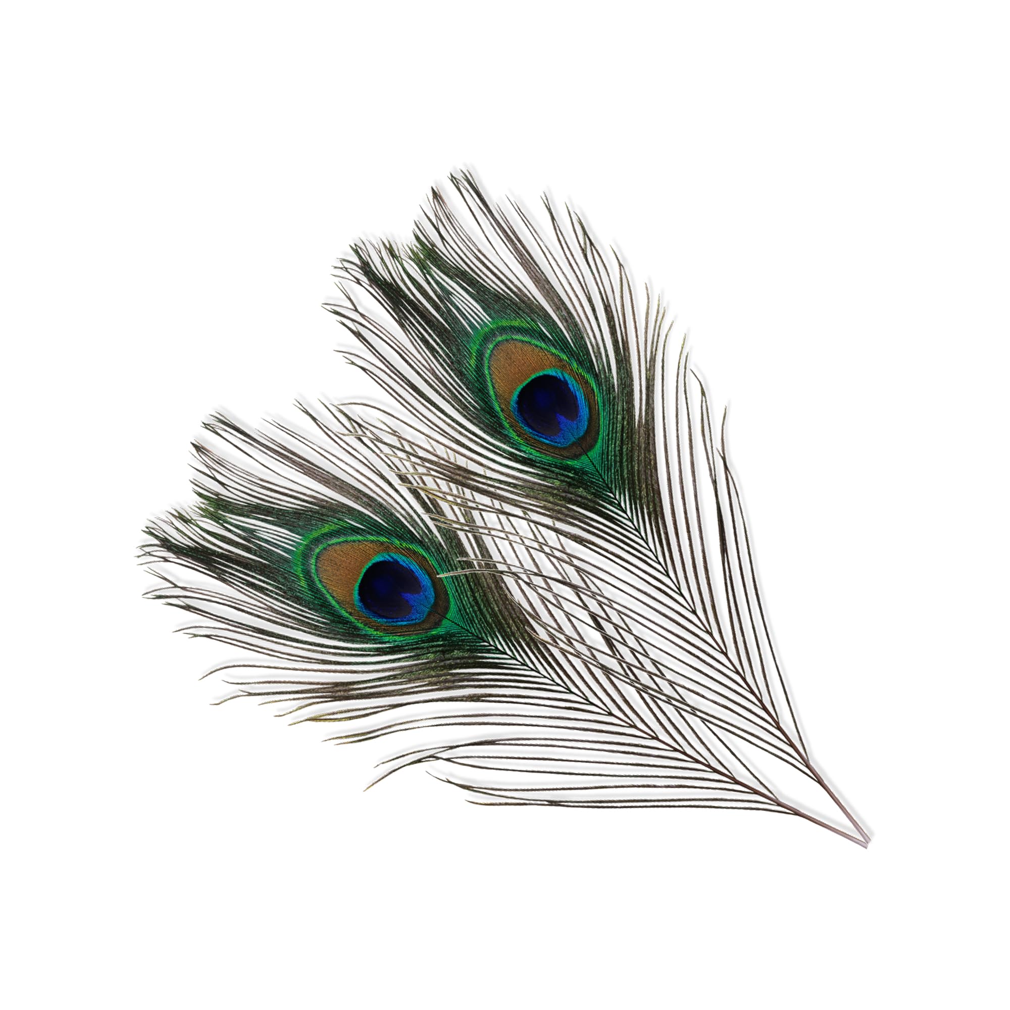 WedDecor Medium Real Peacock Feathers 15" - 18", Colourful Feathers for DIY, Kid's Arts and Crafts, Projects, Carnival Dress-Up Home Wedding Decorations, 100pcs