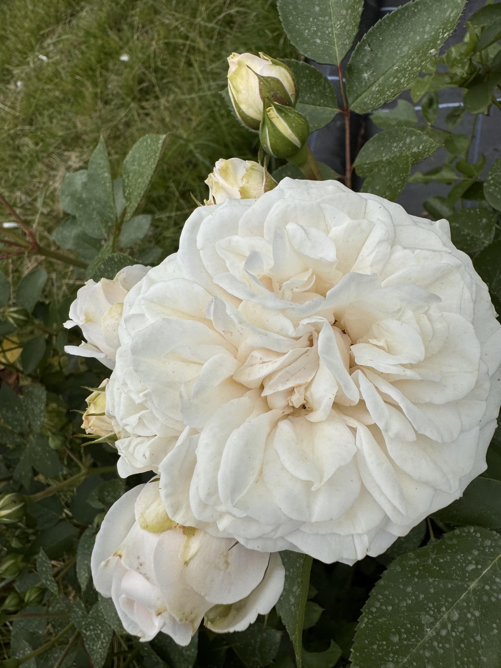‘Susan’ – Creamy White Rose – 4L Potted