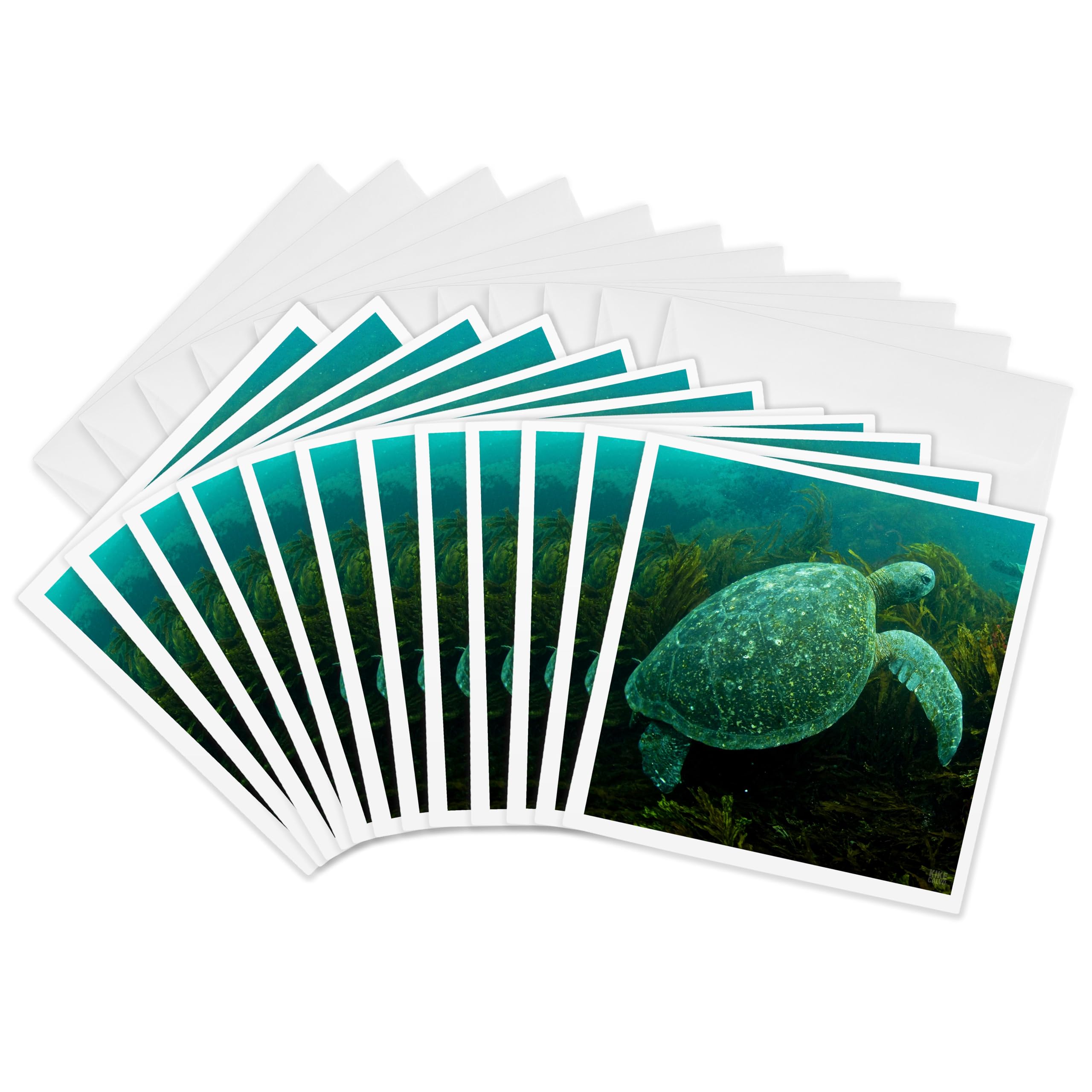 3dRose gc_10139_2 6 x 6-Inch "Green Sea Turtle,Chelonia Mydas,Punta Moreno Isabela Island Galapagos" Greeting Card (Pack of 12)