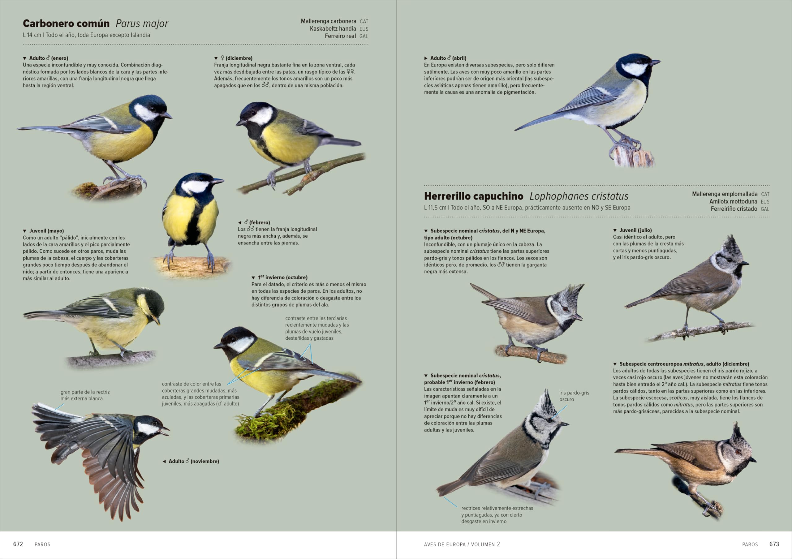 Aves de Europa: Identificación de todas las especies y plumajes