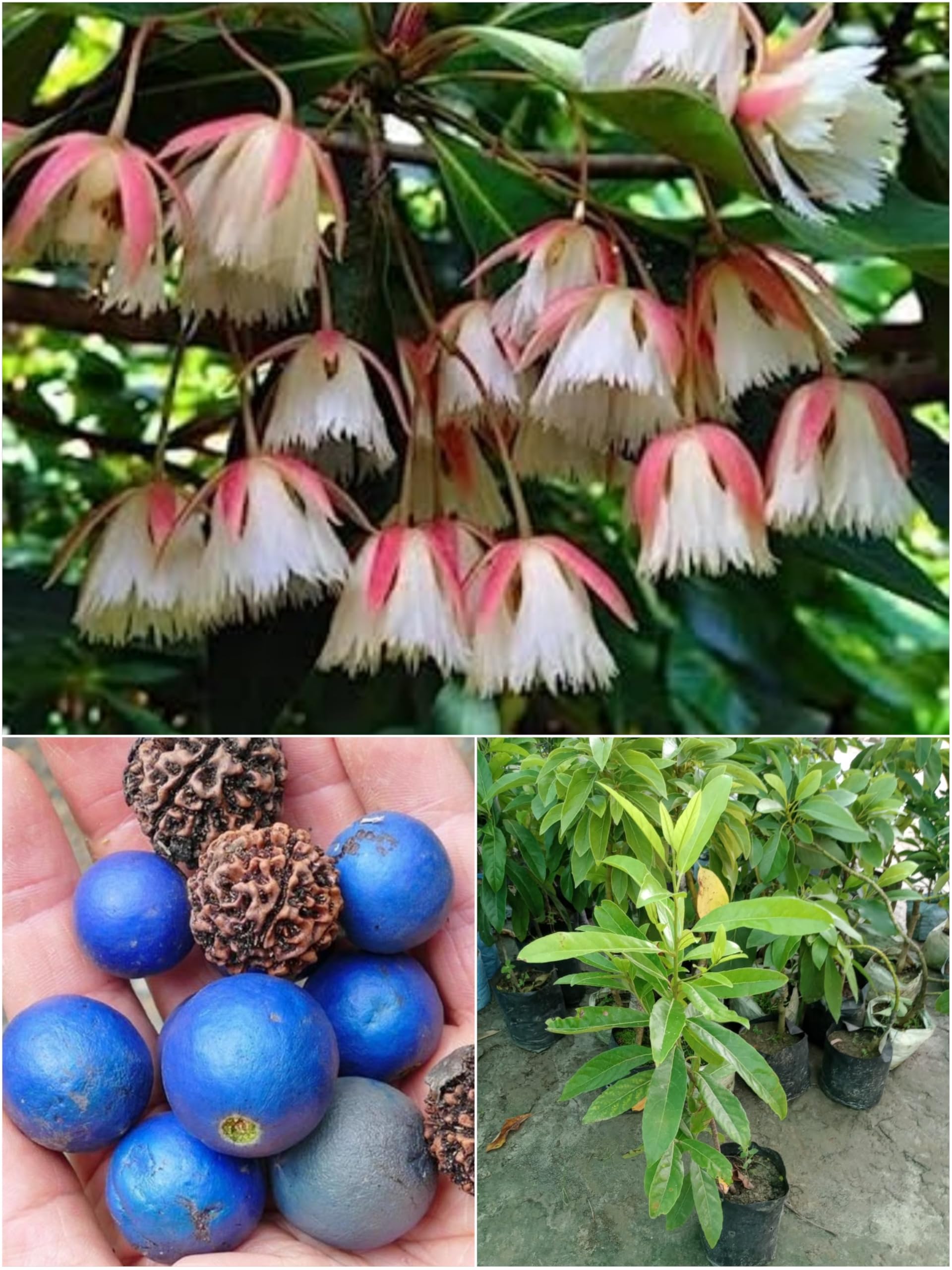 See full amazon price history chart for Rudraksha Plant Original Napal Variety Rudraksha Plant One Healthy Live Rare Elaeocarpus Ganitrus Aakkam Variety Rudraksha Plant Hight 2-3 Feet Rudraksha Plant Original Napal Variety Rudraksha Plant One Healthy Live Rare Elaeocarpus Ganitrus Aakkam Variety Rudraksha Plant Hight 2-3 Feet (B0D373SJ6H) Amazon Price History, Amazon Price Tracker