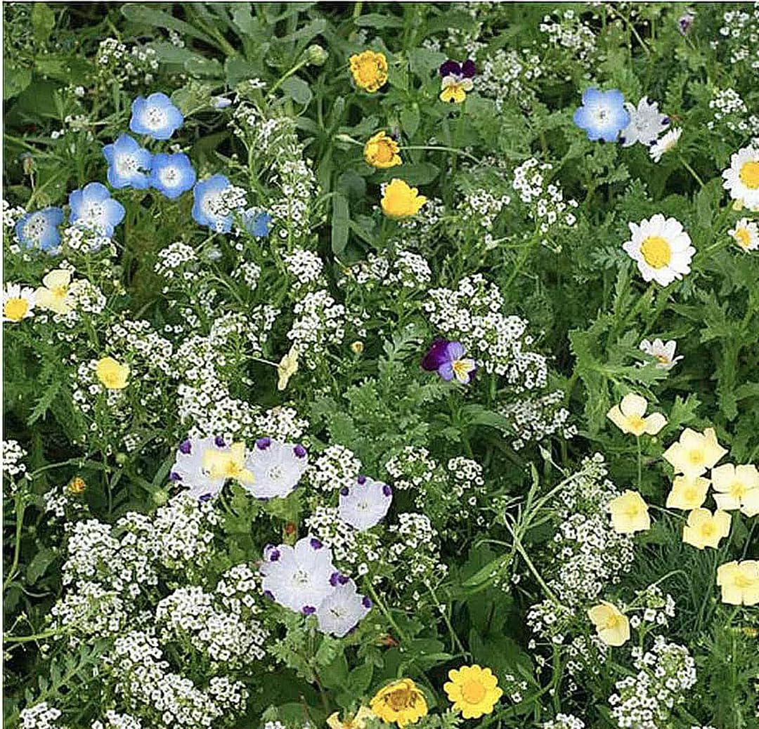 Amazon.com : 1 Oz Alternative Lawn Wildflower Seed Mix - Water