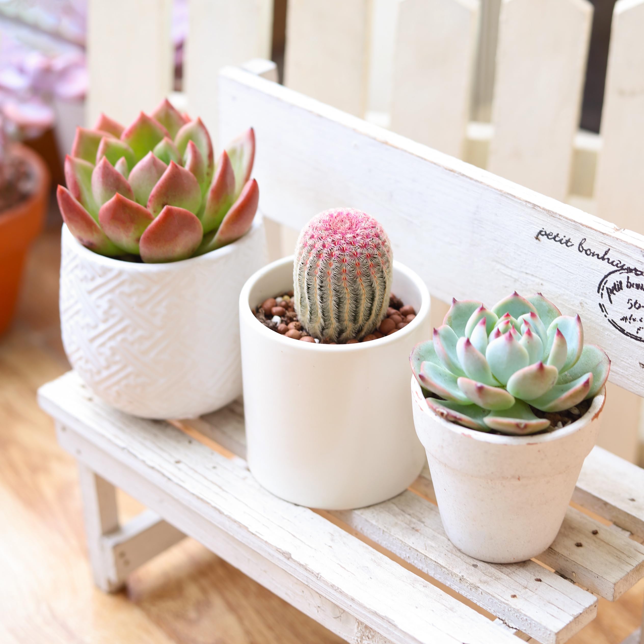 Patelai 4 Piece Cactus Shot Glass Set - 2 Oz Clear Glass With Succulent Designs, 4 Styles - View #8