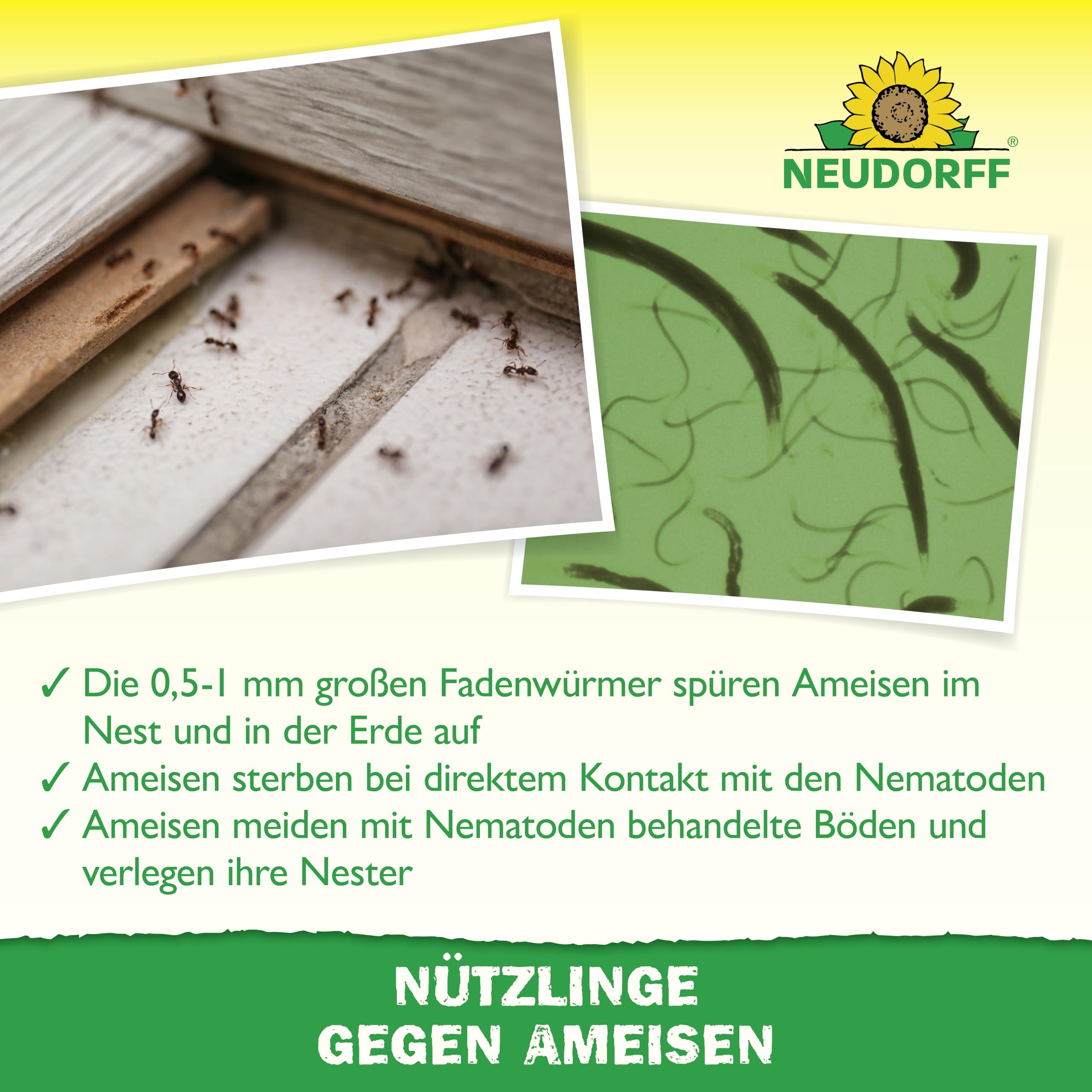Neudorff Nützlinge gegen Ameisen – 10 Mio. SF-Nematoden zur natürlichen und schnellen Bekämpfung von Ameisen und Ameisennestern auf Rasen, Wegen & Co.