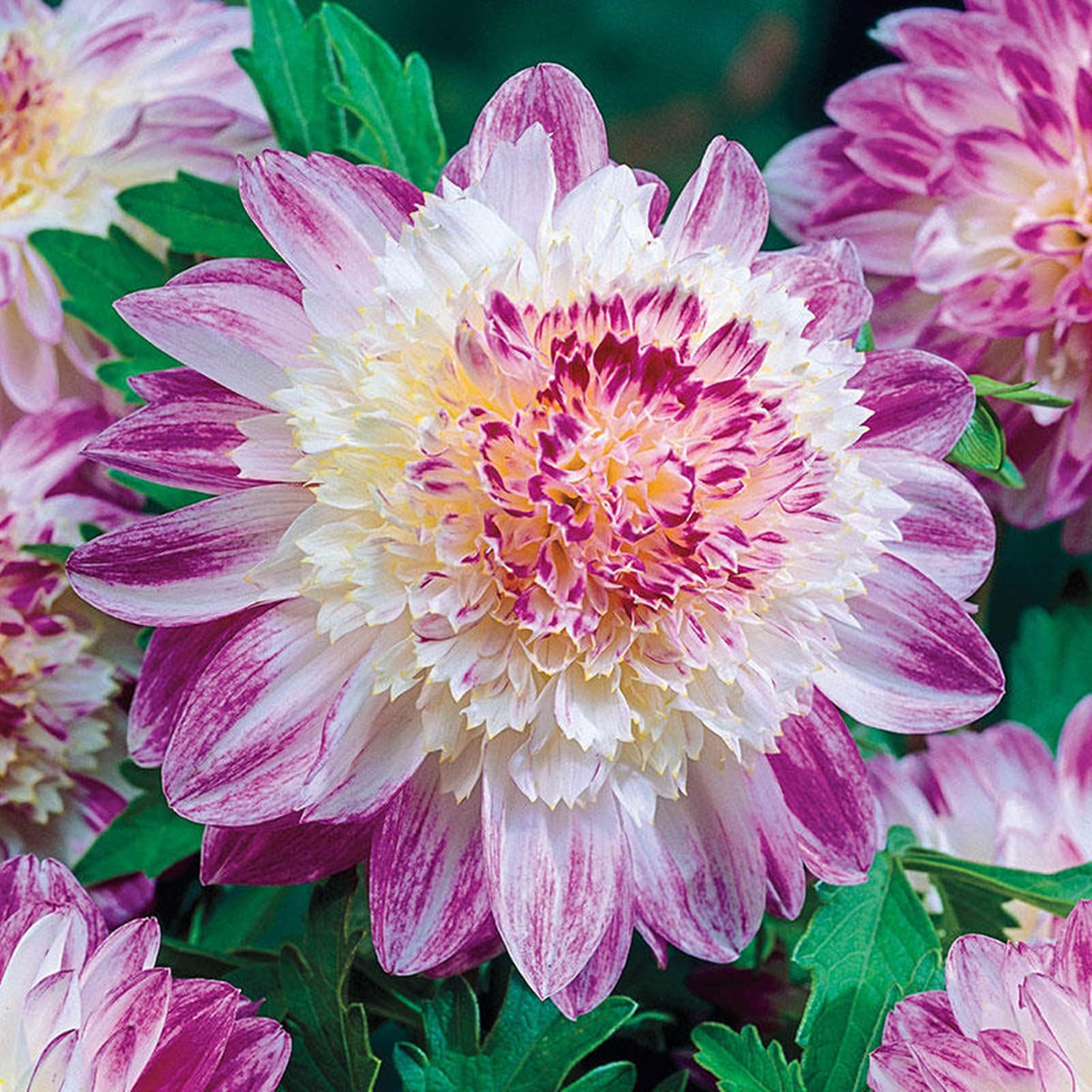Easy Plant, Strong Plant, Dahlia Bulbs Now UK, Excellent Display, for Containers, Rare Plants, Greening Flower, Natural Organic, 4bulbs-H