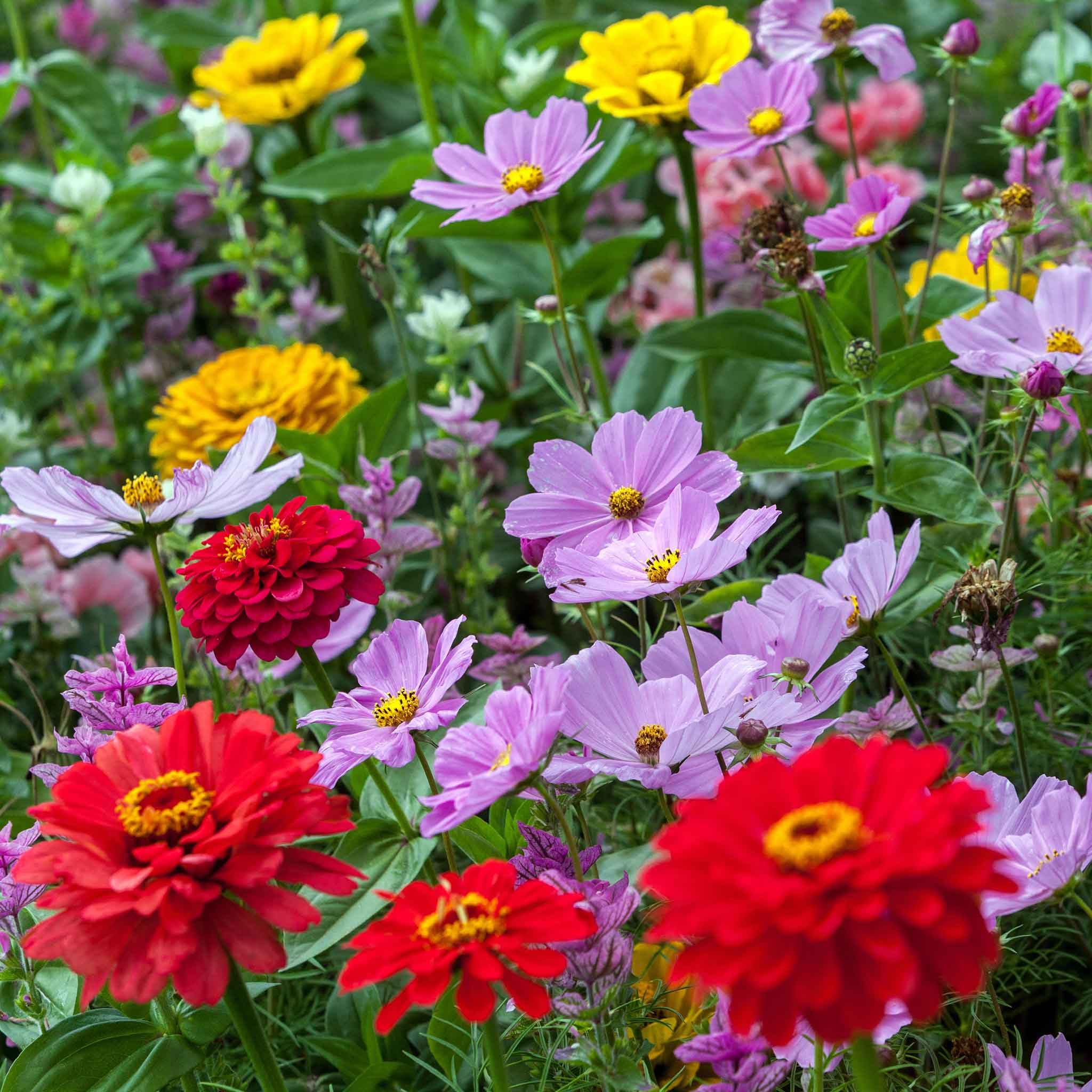 その他 *Flower* Amazon.com : Eden Brothers Cosmic Zen Flower Mixed Seeds for