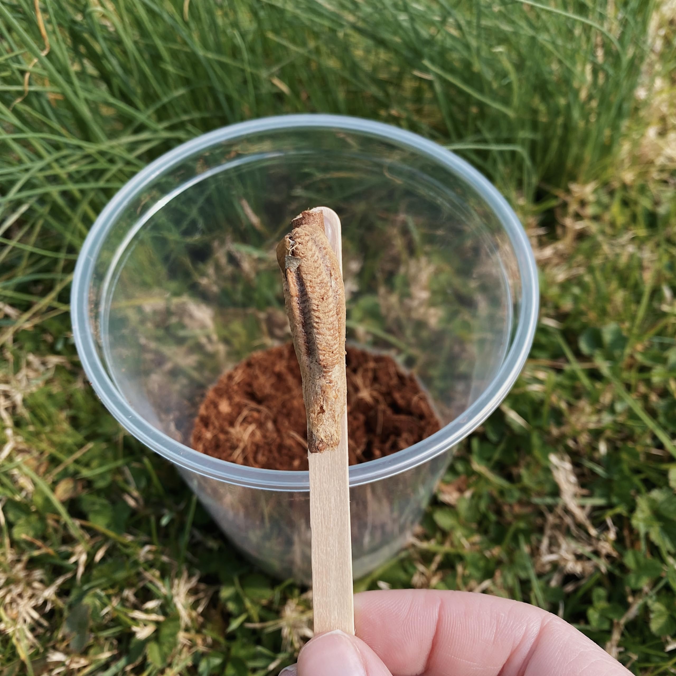 Carolina Praying Mantis Egg Hatching Kit - 1 Egg Fresh for The Season