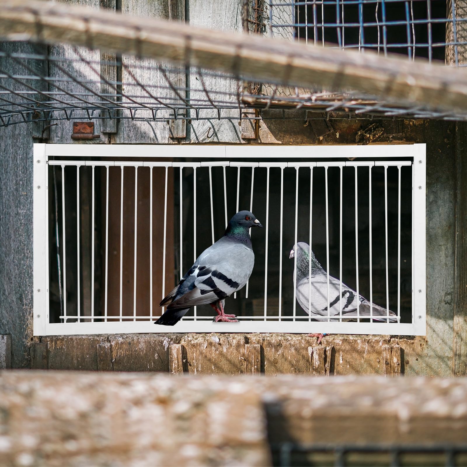 Puerta para Jaula de Aves de Hierro Blanco Forma en T Que Previene Escapes y Robos para Entrenamiento y Carreras de Pájaros