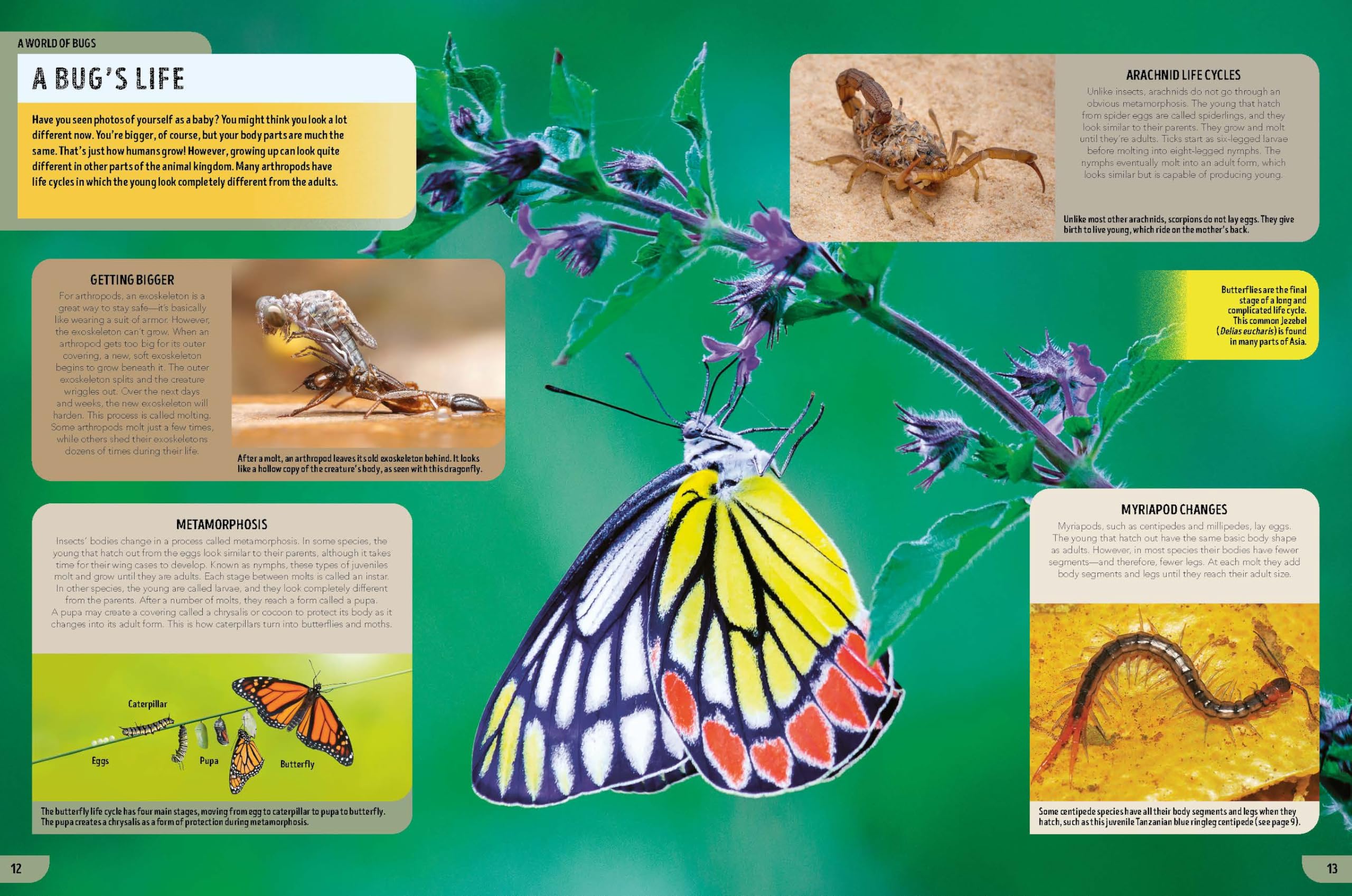 Lonely Planet Kids The Bugs Book: Meet Over 100 Incredible Creepy-Crawlies That Share Our Planet (The Fact Book)