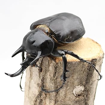 T*u様 アクティオンゾウカブト 極限甲虫 ExtremeTourname على X: 