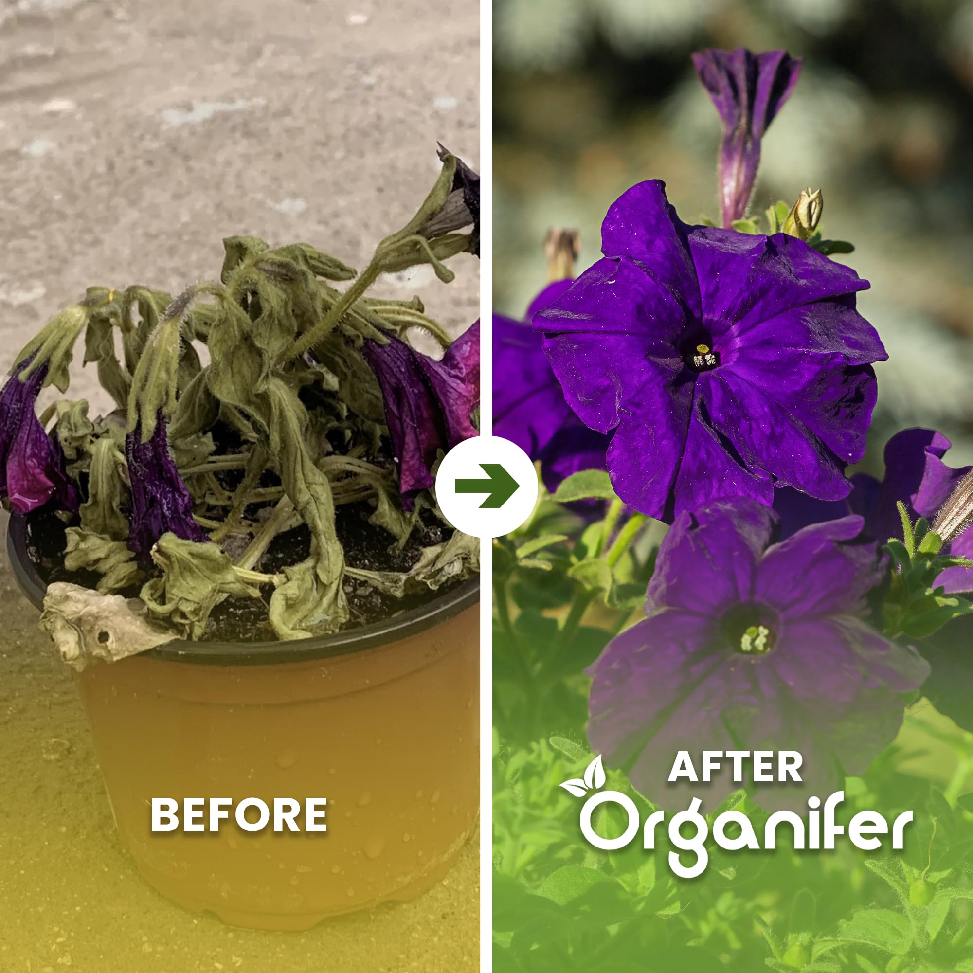 Petunia Nawóz Organiczny Do Kwiatów - 10L - NPK 2-1-8