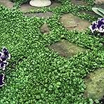 Outsidepride Perennial Dichondra Repens Seeds - 2 lbs Dense Green, Low-Maintenance Ground Cover Seeds for Planting, Ideal Lawn Alternative in Sun or Shady Areas & Erosion Control in USDA Zones 8-11