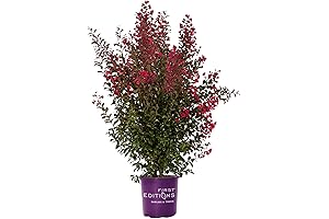 First Edition Crape Myrtle Ruffled Red Magic Bush
