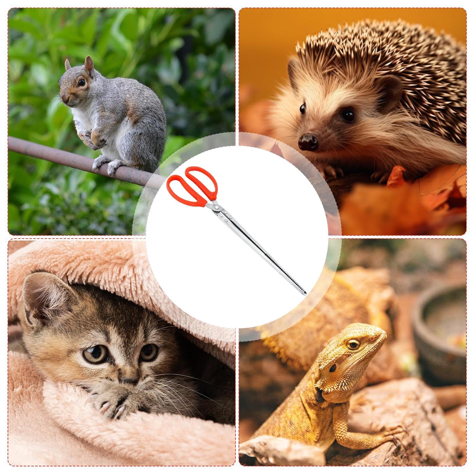 Pince d'alimentation pour reptiles – Pince incurvée pour aquarium | Pince d'alimentation extra longue | Pince antidérapante facile à prendre en main pour terrarium | Accessoires pour aquarium | Pince