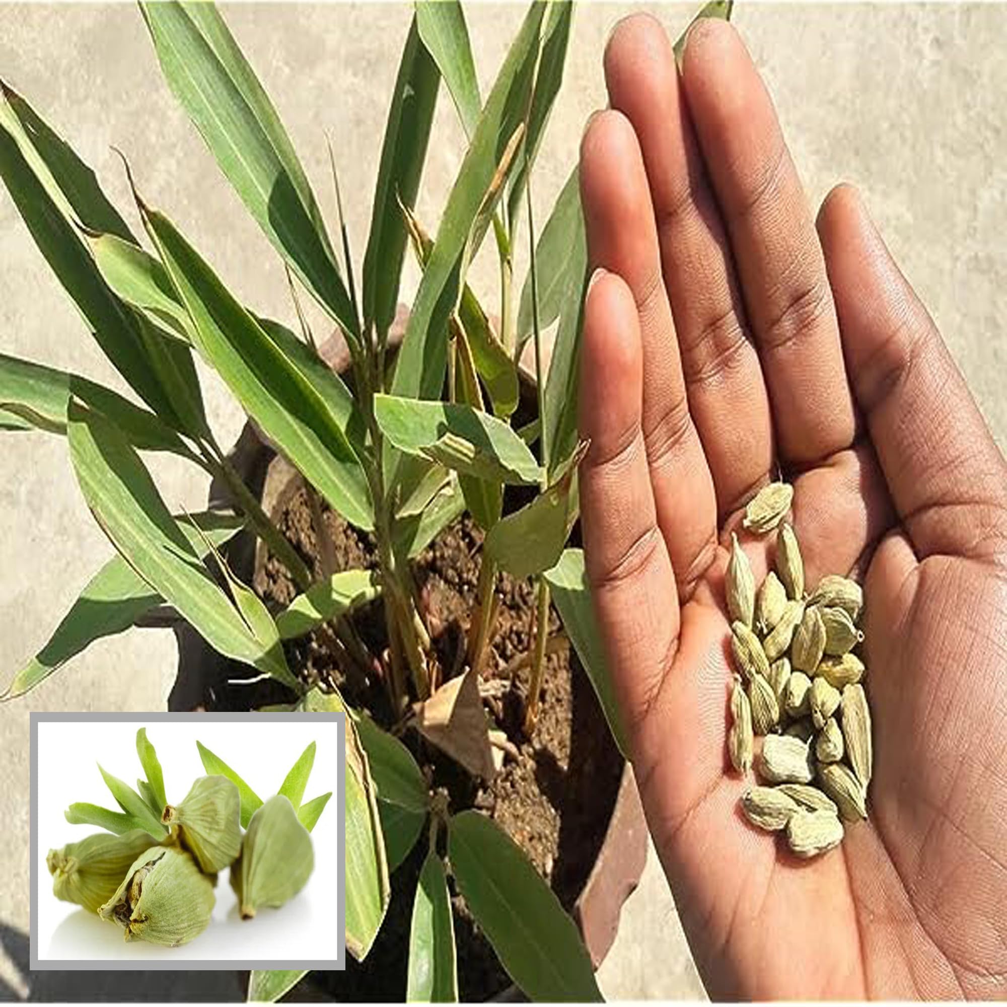 HAPING Elaichi Cardamom Spice Live Plant (1-2 Feet Height) (B0CTHHZ58X) Amazon Price History, Amazon Price Tracker