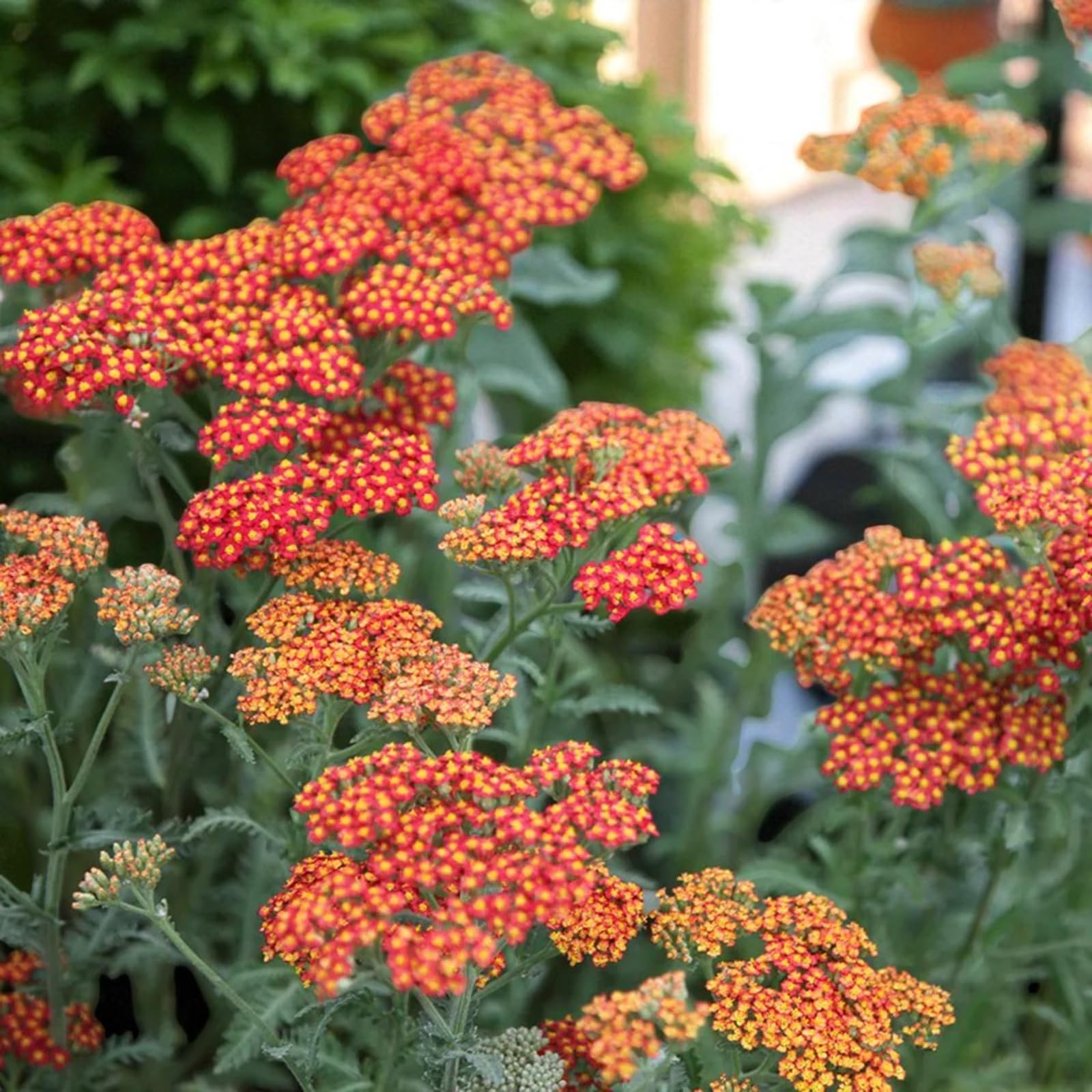 Carbeth Plants Achillea Walther Funcke Plant 2 x 9cm Pots - Orange Red Hardy Perennial Yarrow Outdoor Ready Shrub - Easy to Grow Pollinator Friendly Flowers for Garden Borders & Patio Pots