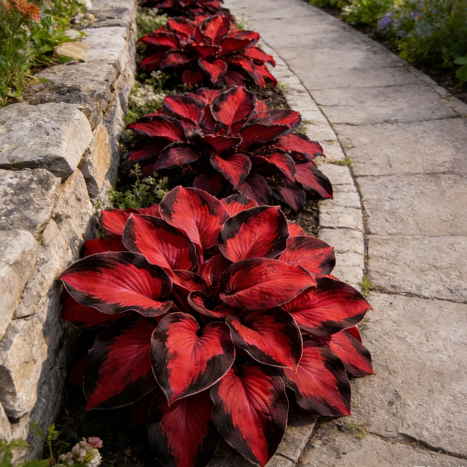 Midnight Blue Heart Hosta Bulbs: Fast-Growing, Shade-Tolerant- Suitable for Garden Landscape Design- Excellent Display -6 Bulbs-C