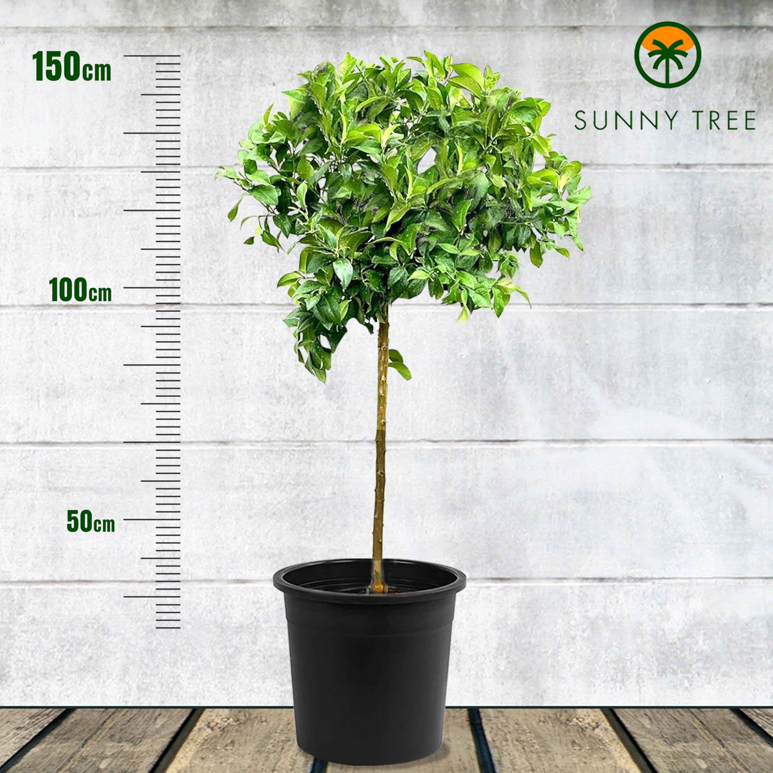 Sunny Tree - Limonero grande 160 centímetros - Citrus Limon - 8 años - Árbol frutal - Lugares soleados - Fructificación - A+ Ware