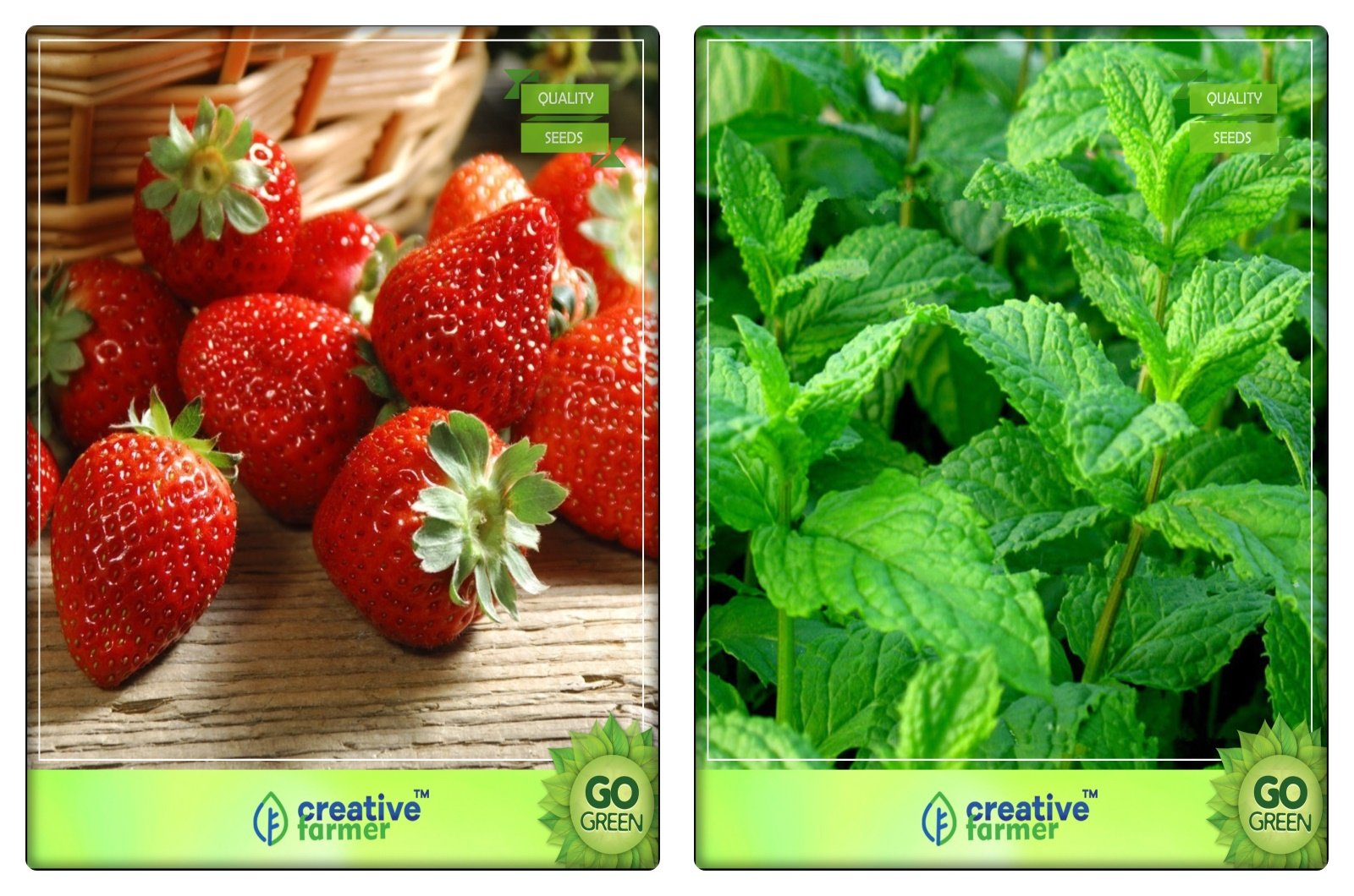 See full amazon price history chart for Creative Farmer Seeds Of Herbs Alpine Strawberry, Mint Herb Seeds Combo Pack Creative Farmer Seeds Of Herbs Alpine Strawberry, Mint Herb Seeds Combo Pack (B078V3KV62) Amazon Price History, Amazon Price Tracker