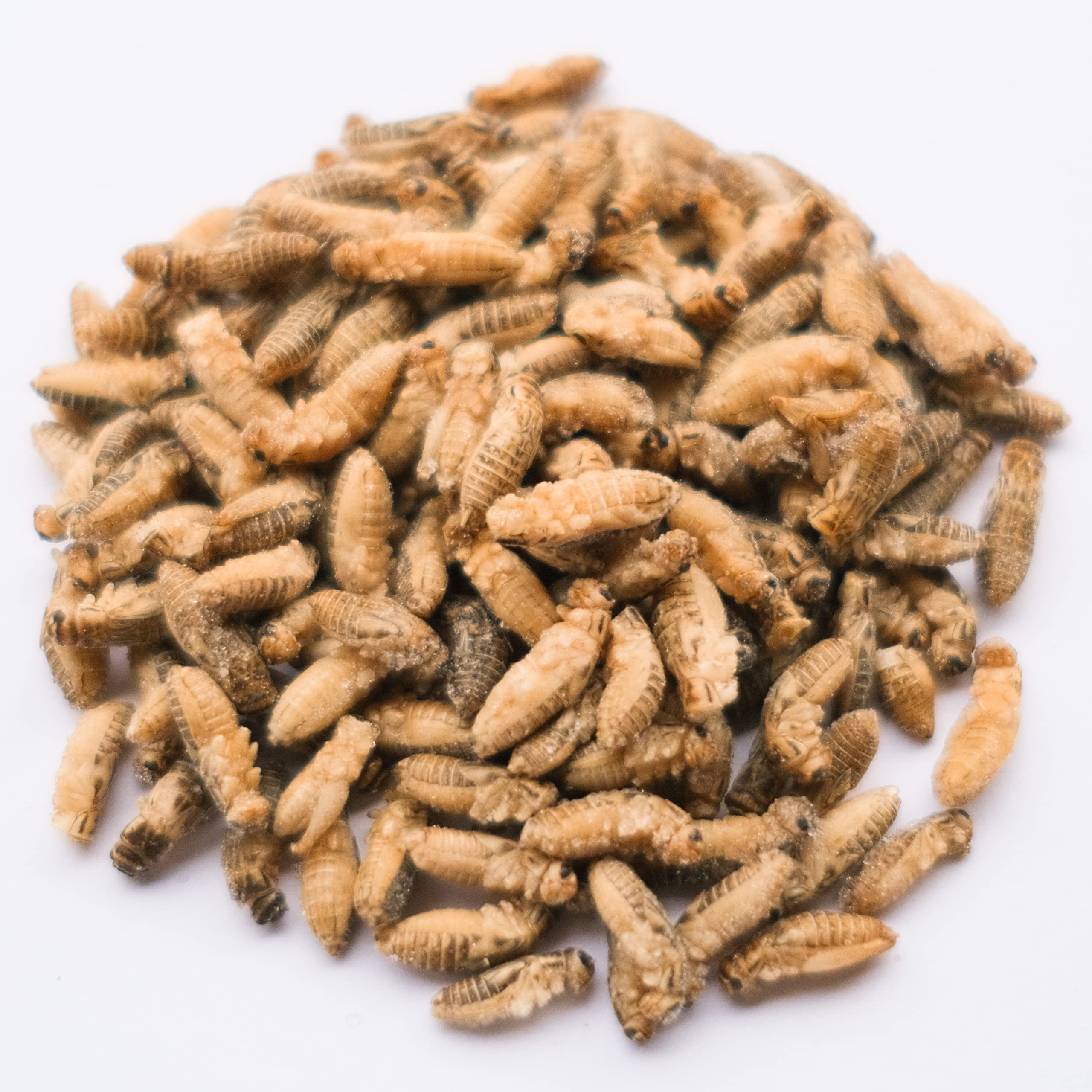 Amazon | GokiBank 冷凍コオロギ 1kg 爬虫類・両生類・肉食魚用