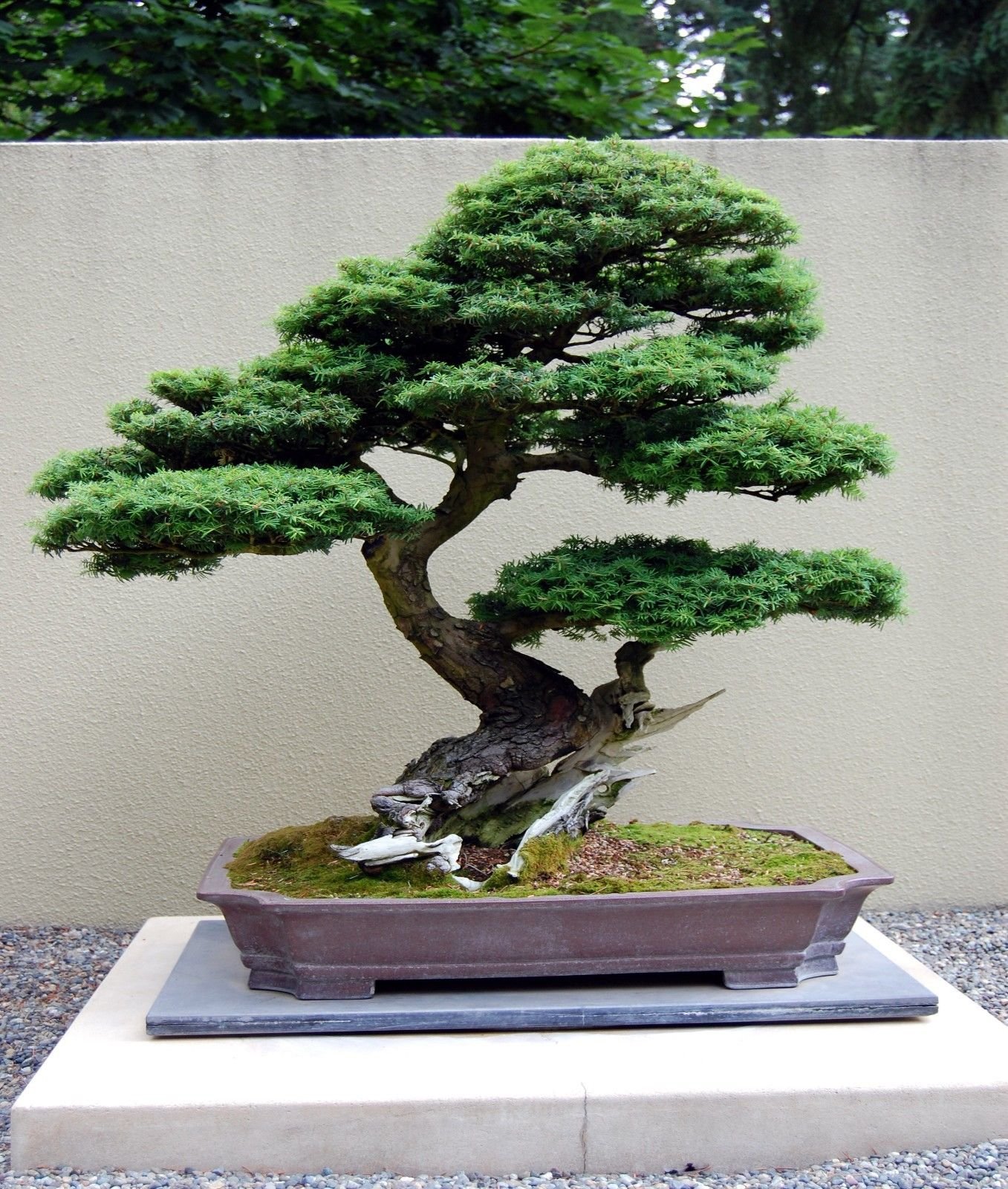 Graines de pruche des montagnes de l'Ouest (Tsuga mertensiana) Morceaux Arbuste Arbre Bonsaï Paquet de 500 graines