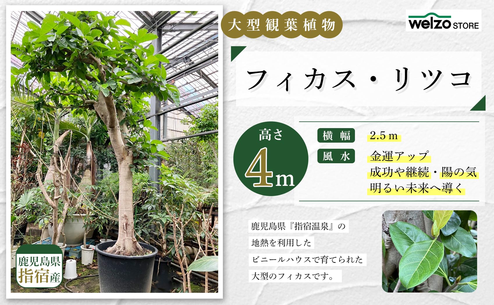Amazon｜フィカス 大型 観葉植物 南の国 鹿児島 庭 エントランス用