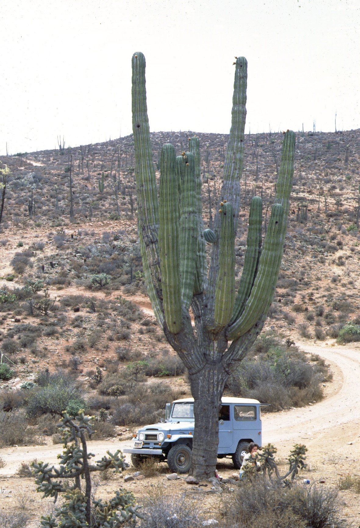 Roadside Geology and Biology of Baja California, 2nd Ed. - Image 4