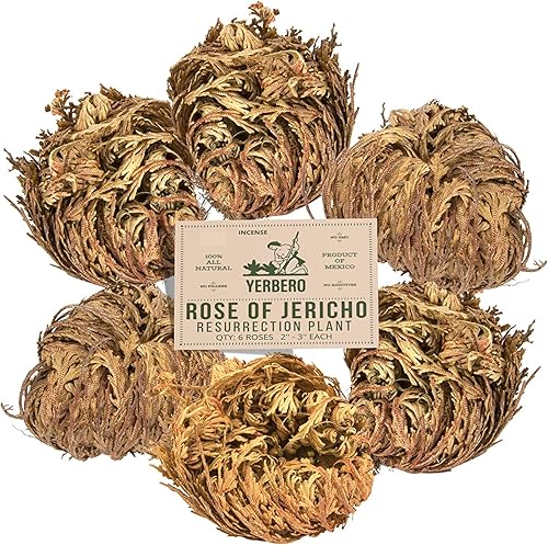 Miniatura 1 de Yerbero - Paquete de 6 flores secas Jericho de rosas grandes de 2.5 a 3.5 pulgadas | Selaginella Lepidophylla | Planta de resurrección | Rosa seca