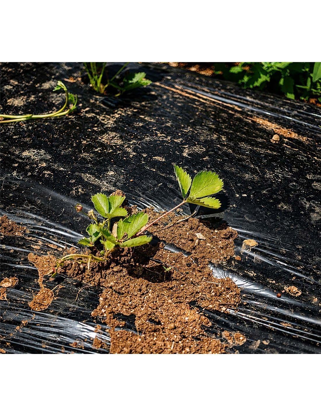 Jardin202 - Plástico para la Agricultura y Obra - Rollos de Plástico Protector Cubretodo | 400 Galgas - 4 x 50 m (200 m²) (Negro)