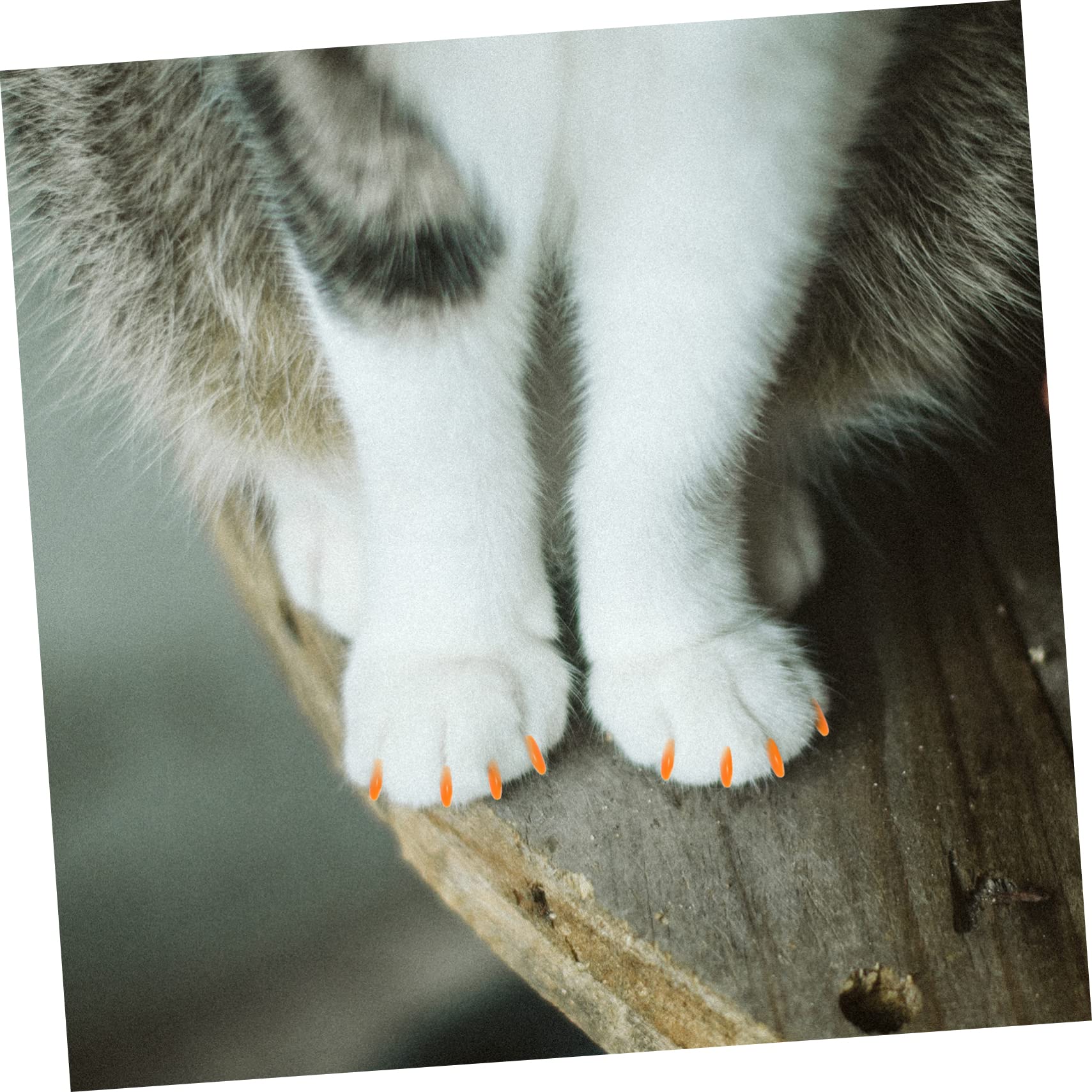 FRCOLOR 480 Pièces Ensemble D'ongles pour Animaux De Compagnie Chapeau De Griffe pour Animaux De Compagnie Casquettes pour Chats Assorti Gel De Silice Fournitures pour Animaux