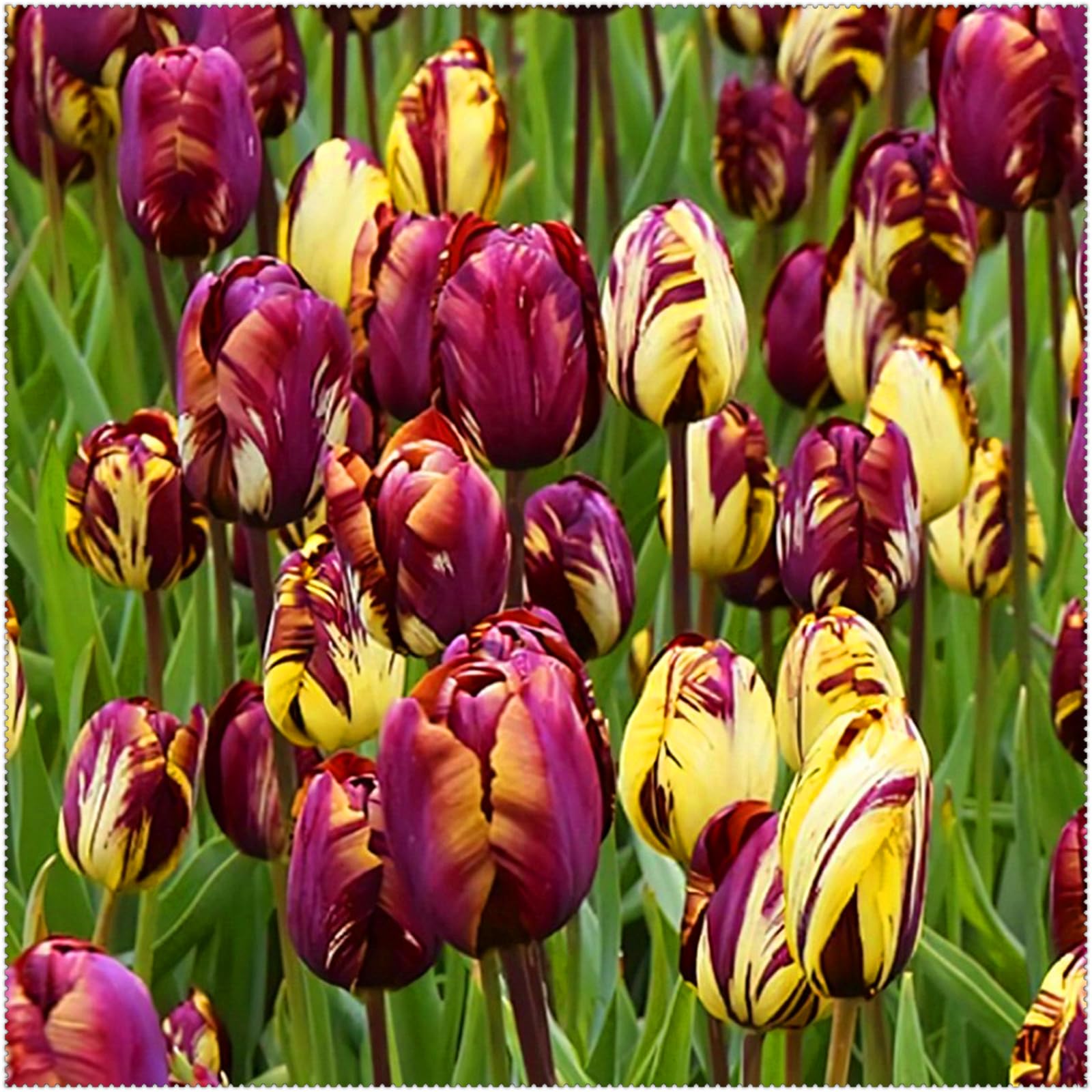 Premium Tulip Bulbs – Stunning Large Blooms, Simple to Grow – Perfect for Indoor Decor, Gifts & Holiday Displays-6 Bulbs-D