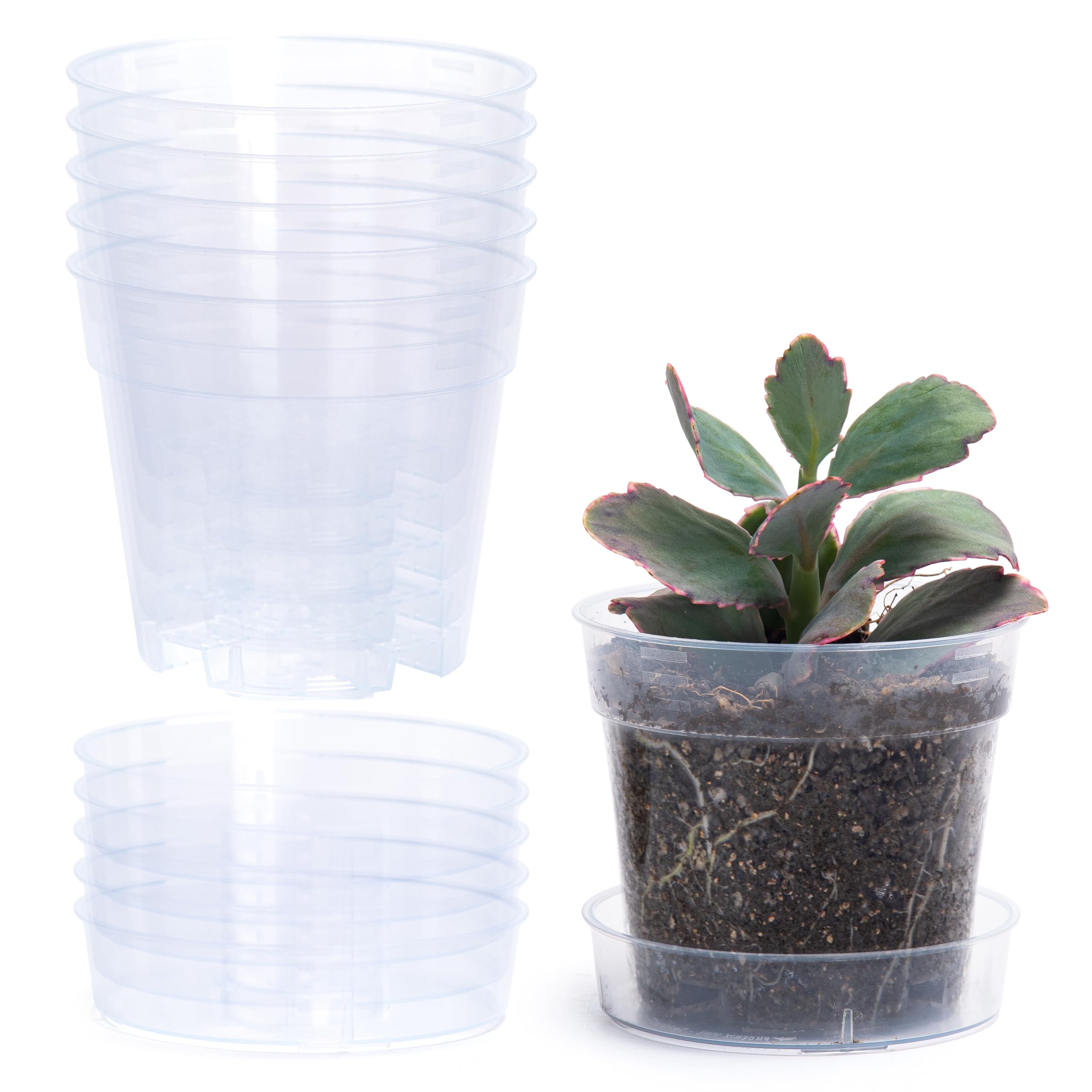 Phoenix Vine 4 Inch Clear Plastic Plant Pot