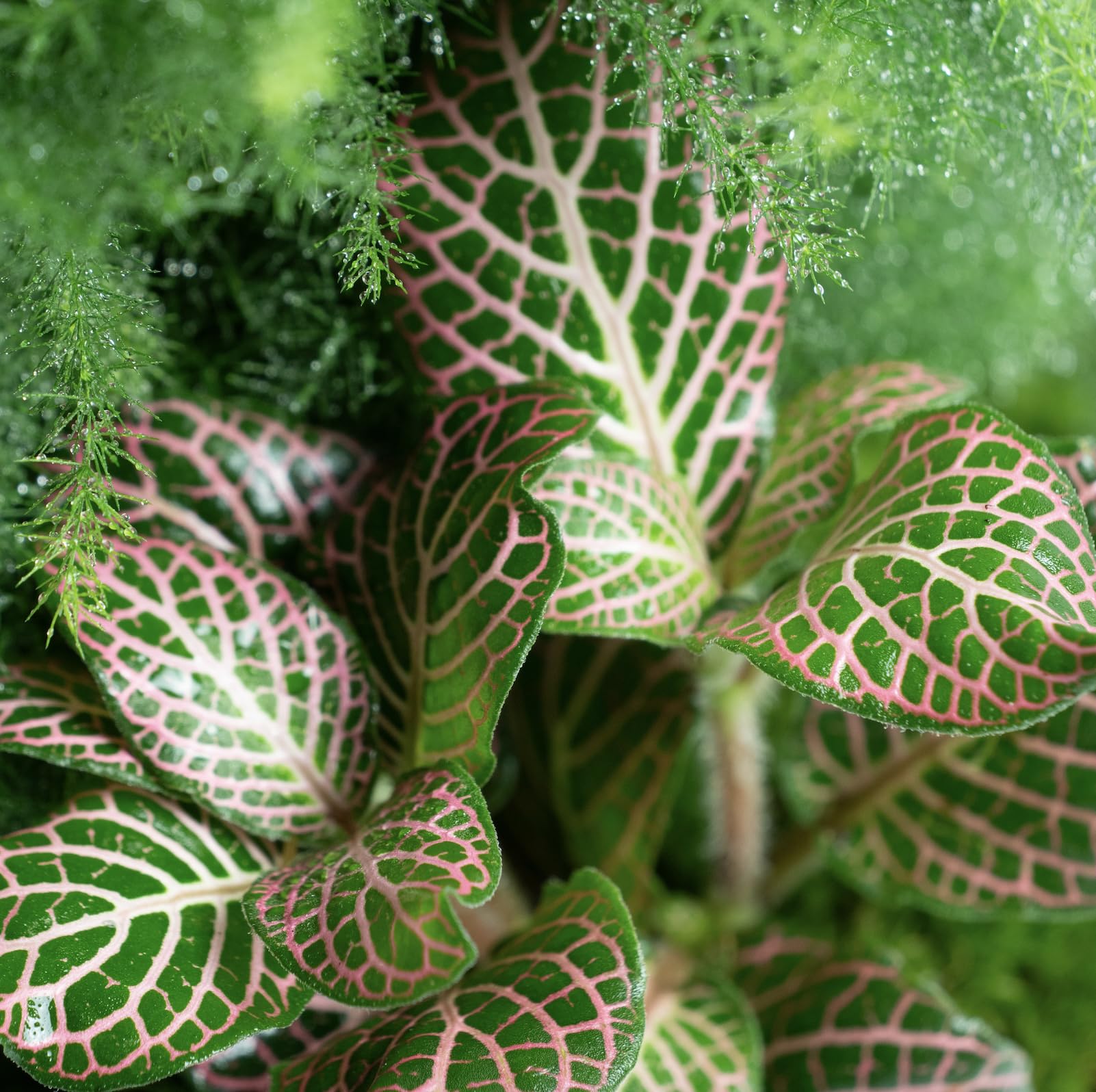 Terrario Plantas de Cristal | Recipiente con Ficus Ginseng y Fitonia | Jardín Eterno | Omotesando | Plantas Naturales | Ecosistema Natural | Jardín en un Bol | Regar una Vez al año | Aspa Natura