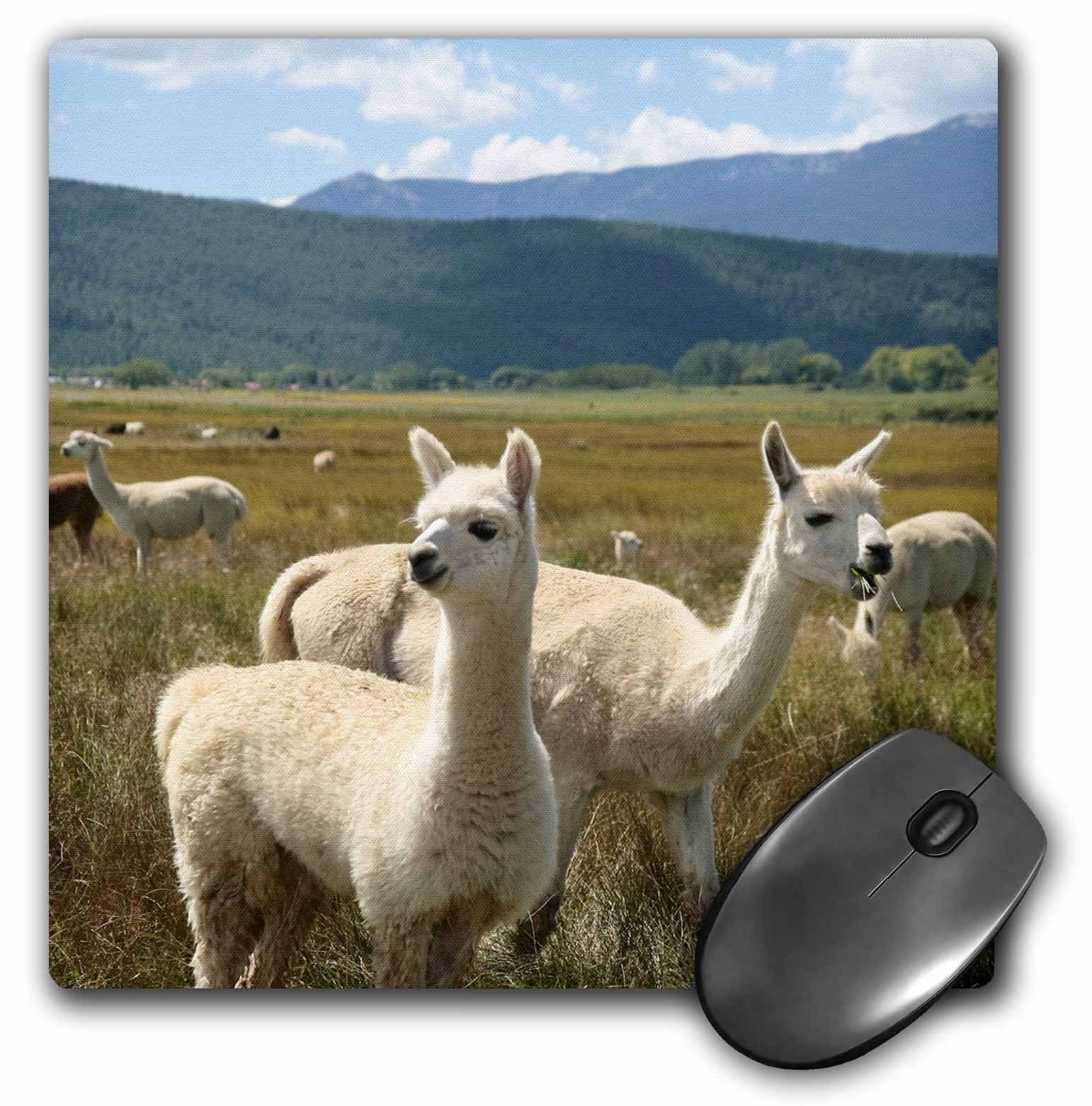 3dRose LLC 8 x 8 x 0.25 Inches Mouse Pad, Victory Ranch Alpaca Farm Mora New Mexico Julien Mcroberts (mp_92664_1)