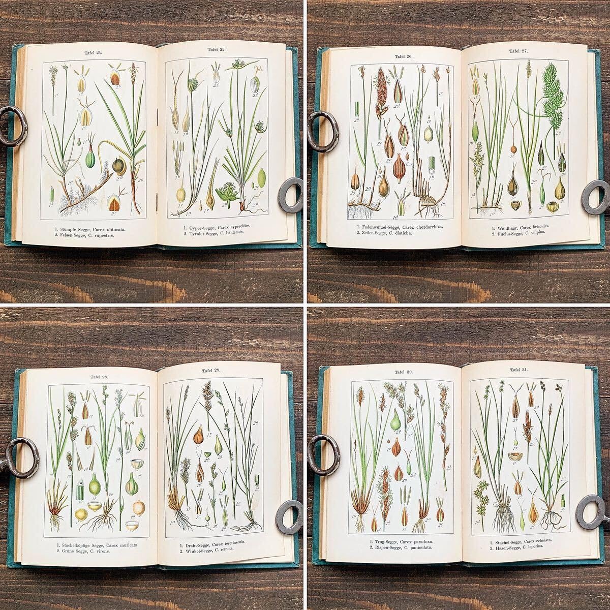 ドイツの植物画集　植物図鑑　ボタニカルアート ドイツの植物画集 植物図鑑 ボタニカルアート