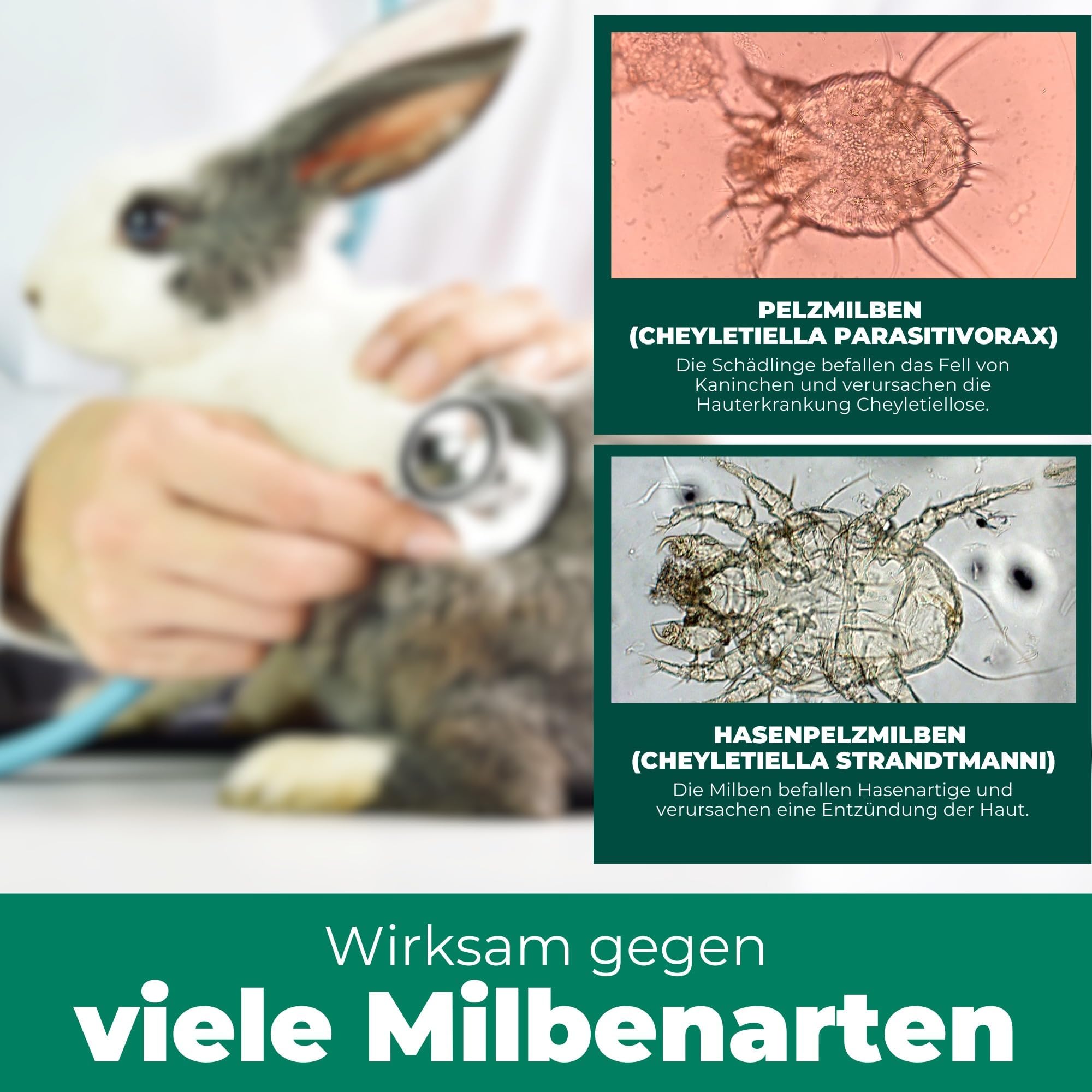 Silberkraft Milbenspray Hase Kaninchen 2L Kanister - Effektives Anti Milben Spray für Nager - Milbenbefall behandeln bei Kaninchen Hasen Meerschweinchen