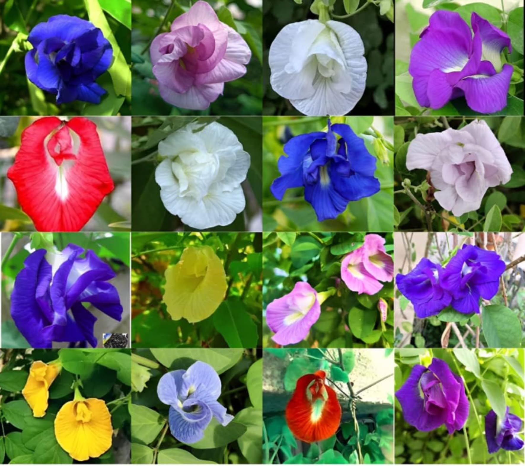 Rare Shankupushpam/Aparajita Clitoria Ternatea Mixed Multi-Color Butterfly pea Perennial Medicinal Herb for Garden & Home Growing 25 Seeds pack-image-20