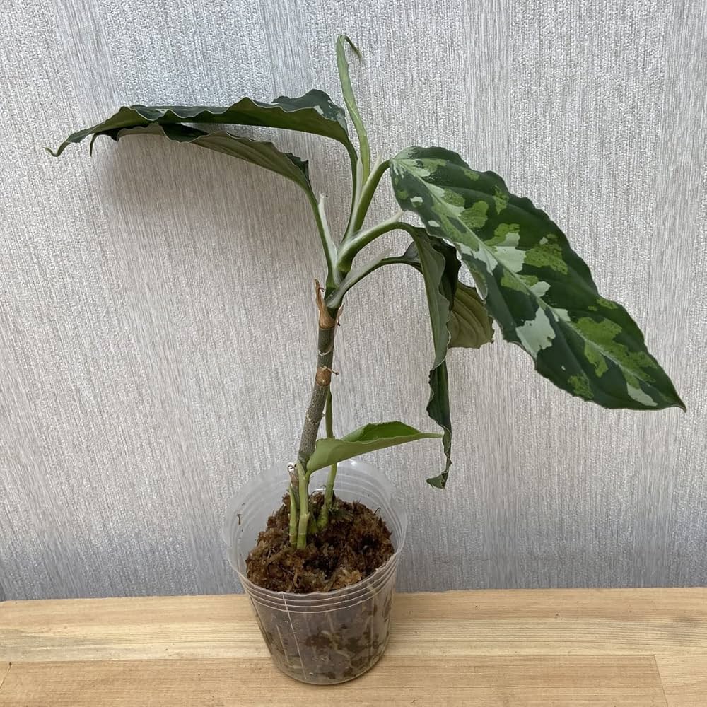 Amazon.co.jp: アグラオネマ ピクタムの苗 Aglaonema pictum : DIY
