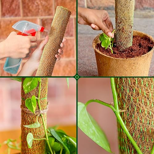 Miniatura 6 de Grow Organiks 2 postes de fibra de coco de 24 pulgadas, poste de tótem de musgo de coco, palo de musgo de coco para enredaderas, extensión de