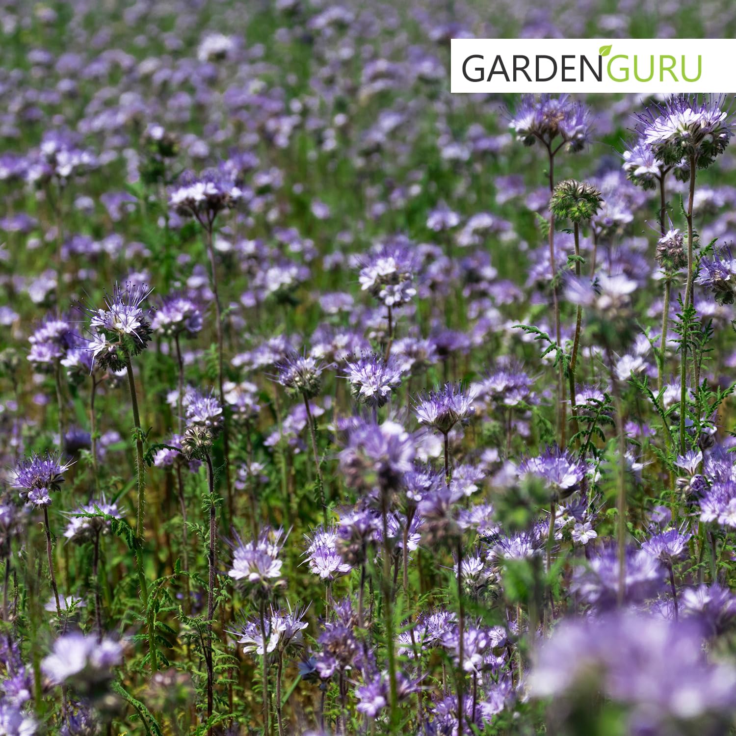 5 kg Phacelia Bienenfreund Gründünger, Frischmantelsamen Saatgut Humusbildung Bodenverbesserung Bienenweide